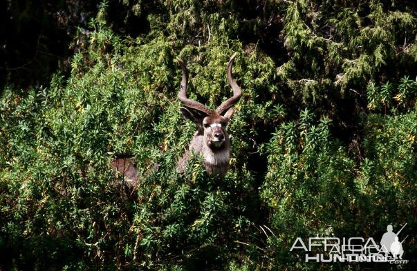 Mountain Nyala in Ethiopia