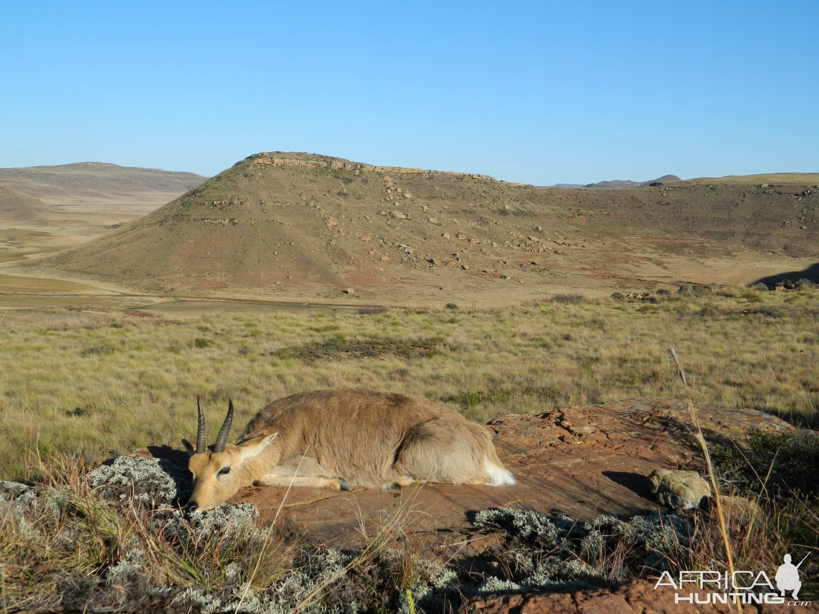 Mountain Reedbuck Hunt Eastern Cape South Africa