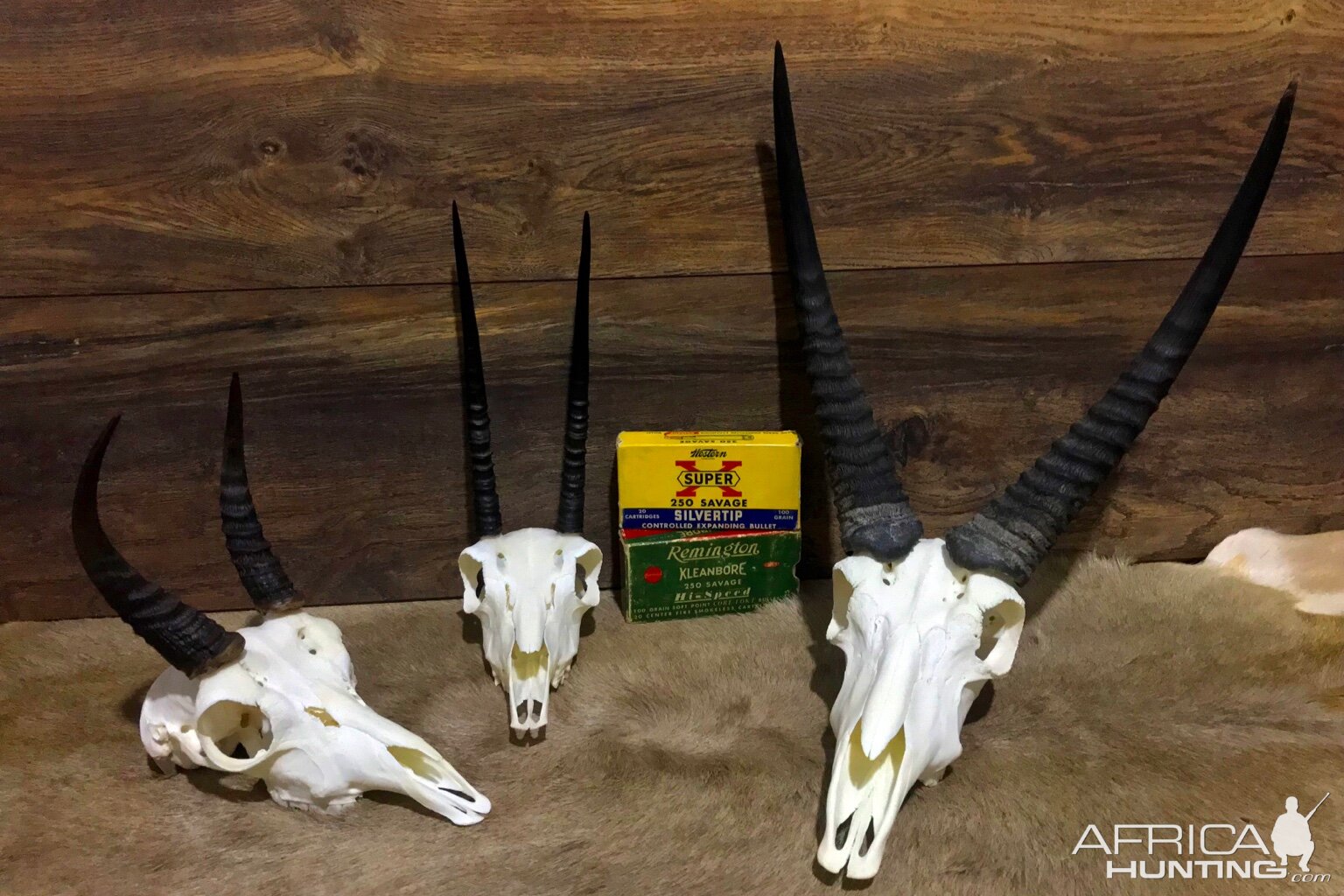 Mountain Reedbuck,  Vaal Rhebok & Common Reedbuck European Skull Mounts Taxidermy