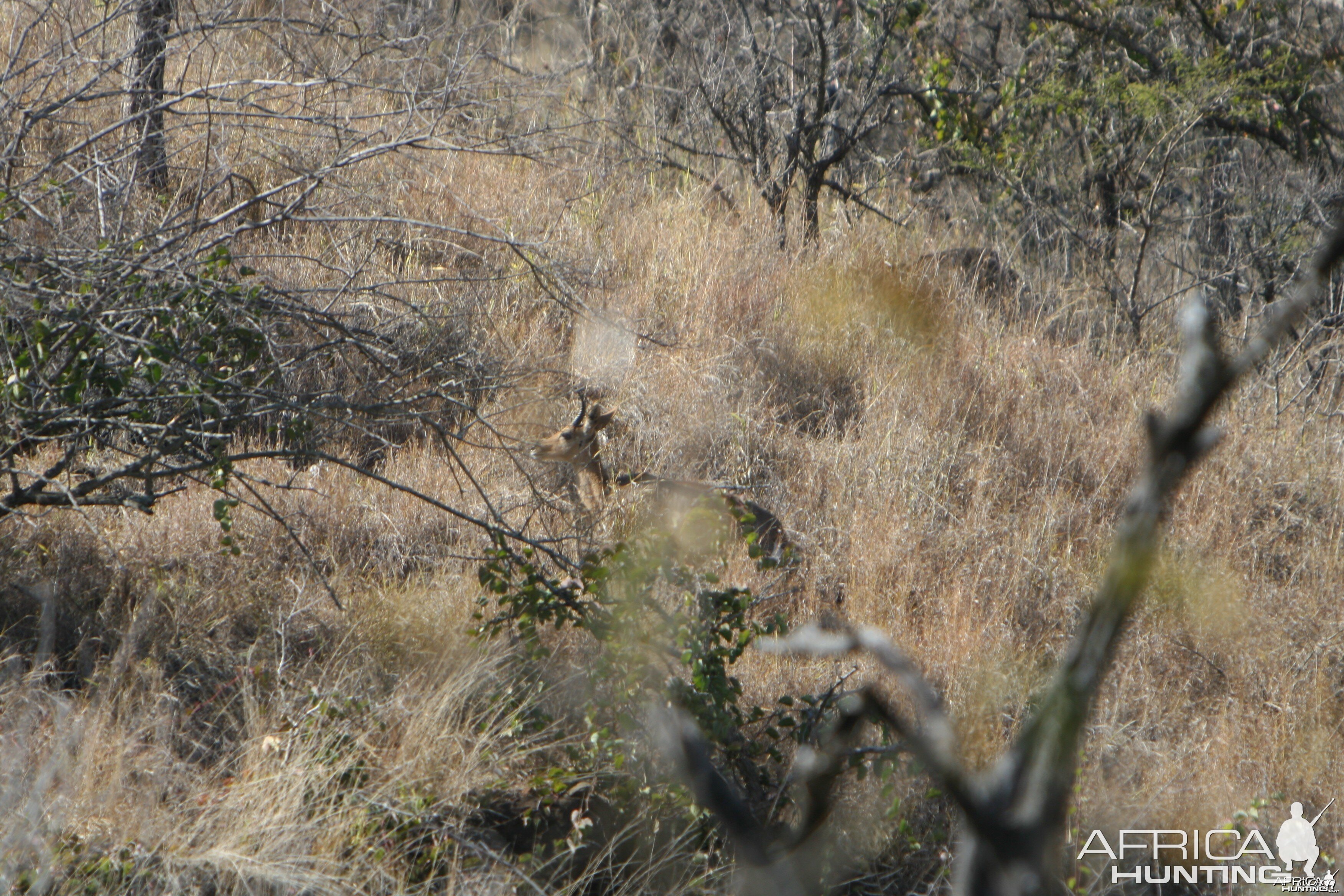 MOUNTAIN REEDBUCK