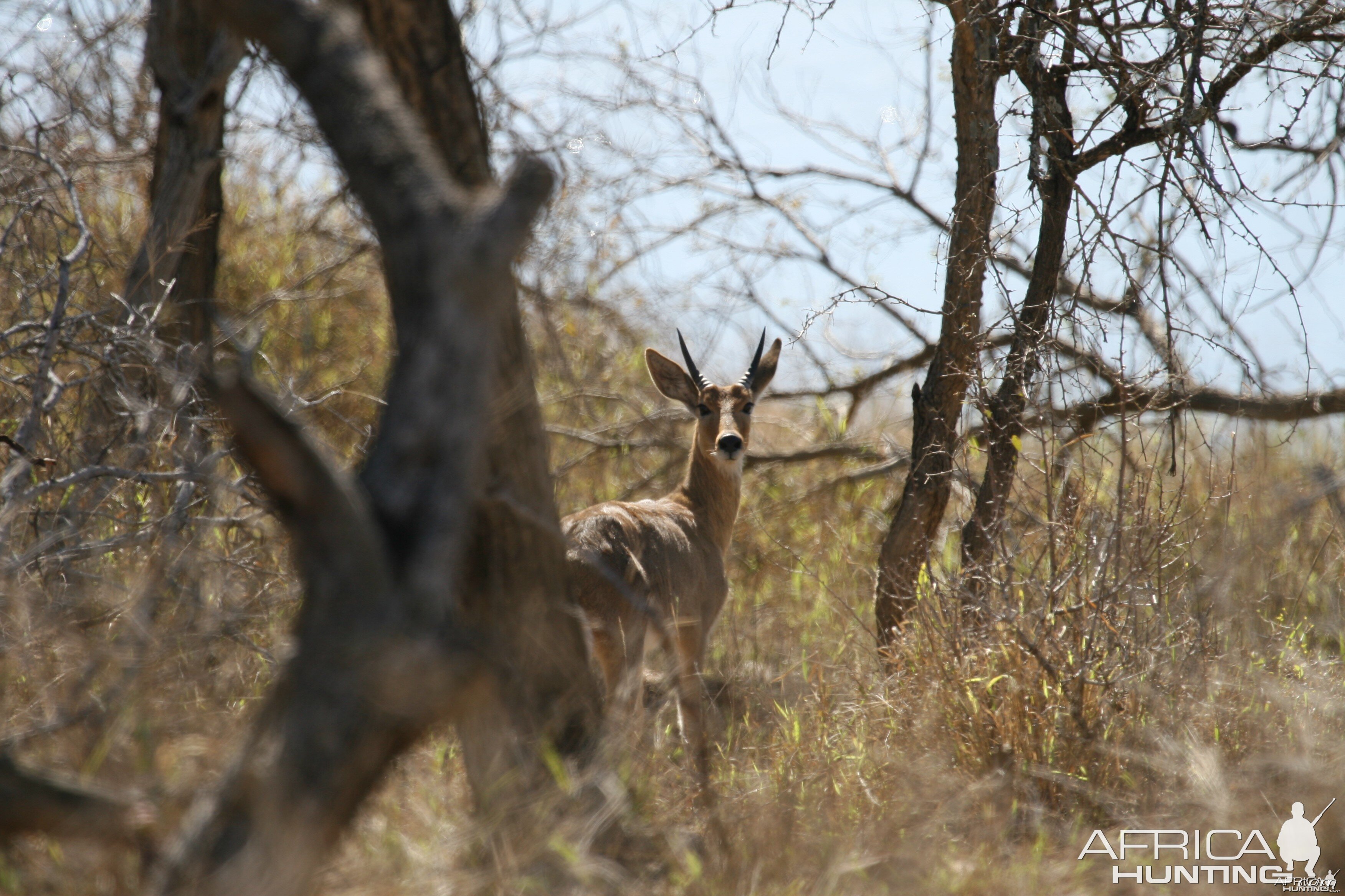 Mountain Reedbuck