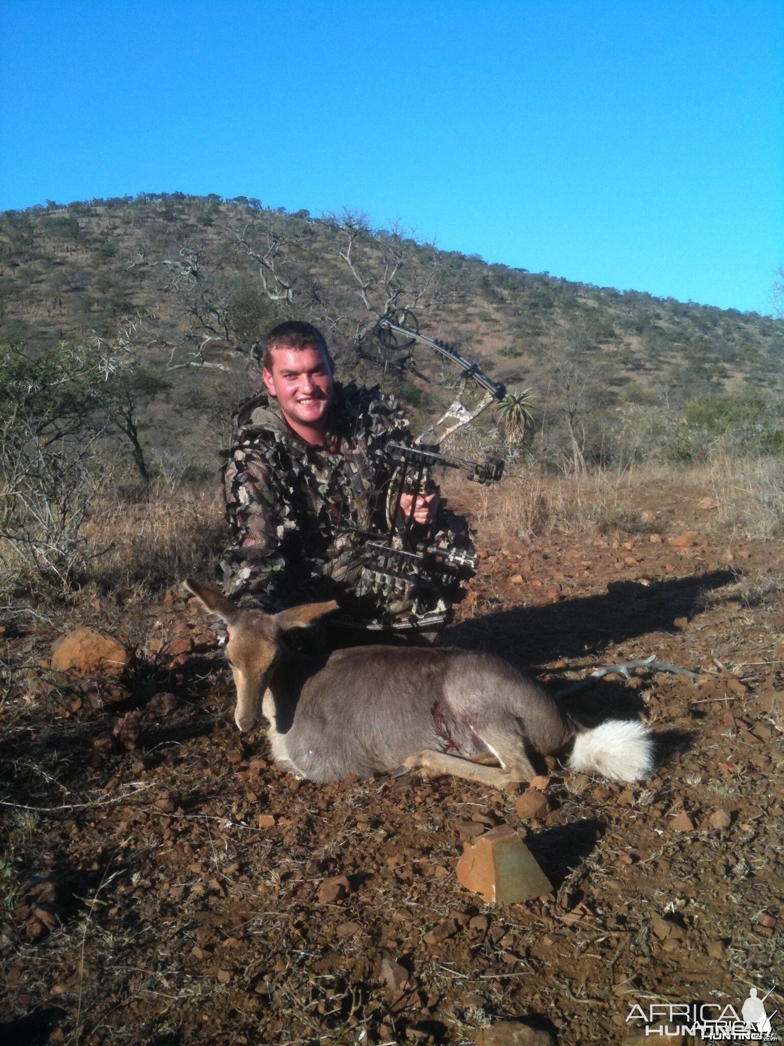 Mountain Reedbuck