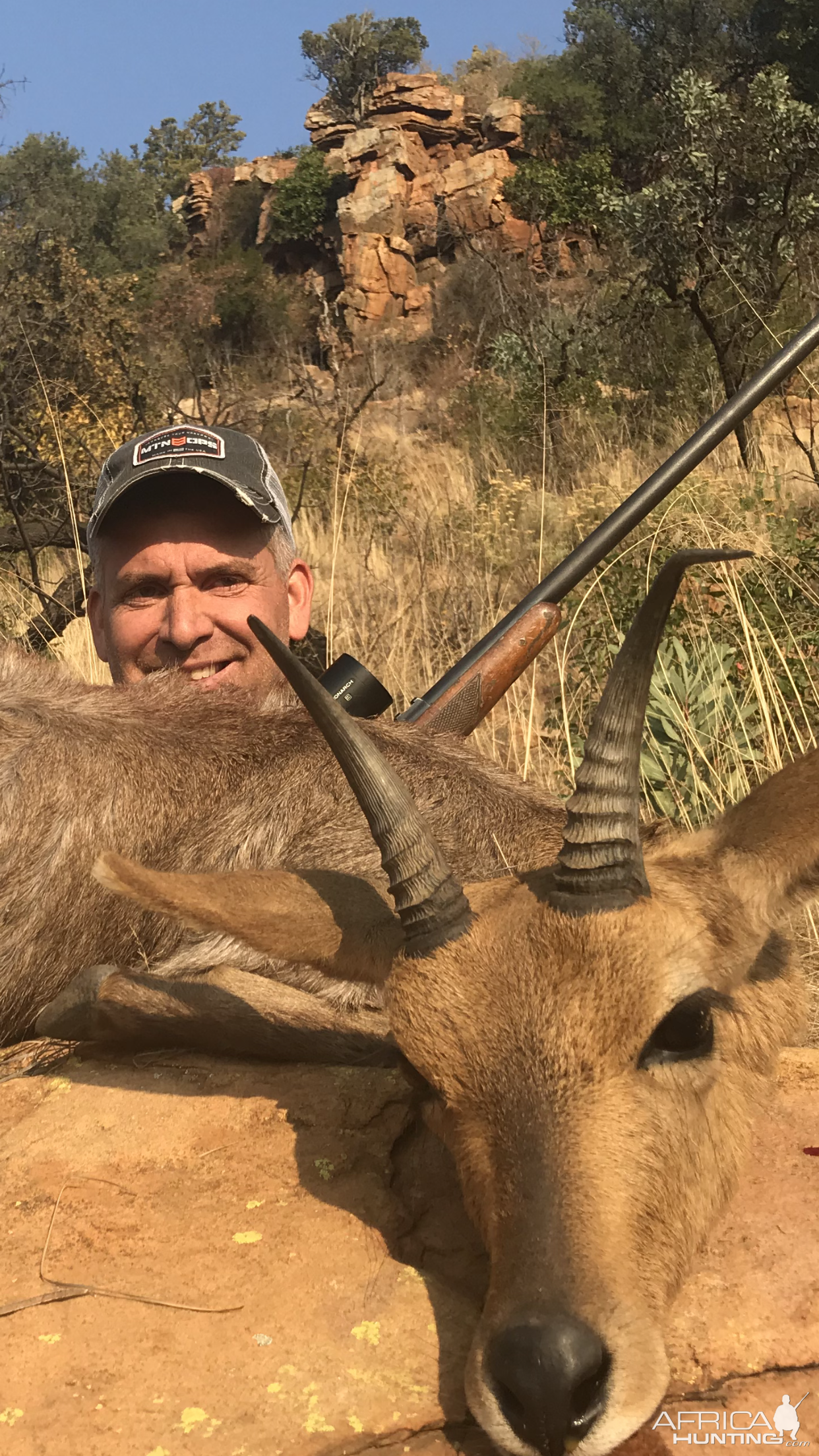 Mountain Reedbuck