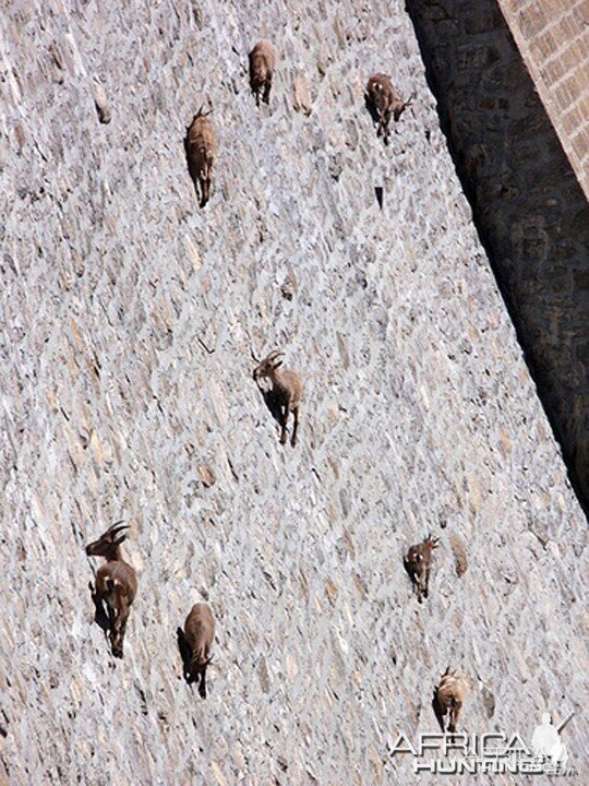 Mountain Sheeps on a Dam...