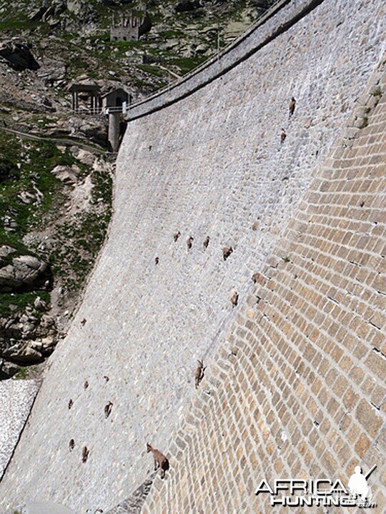 Mountain Sheeps on a Dam...