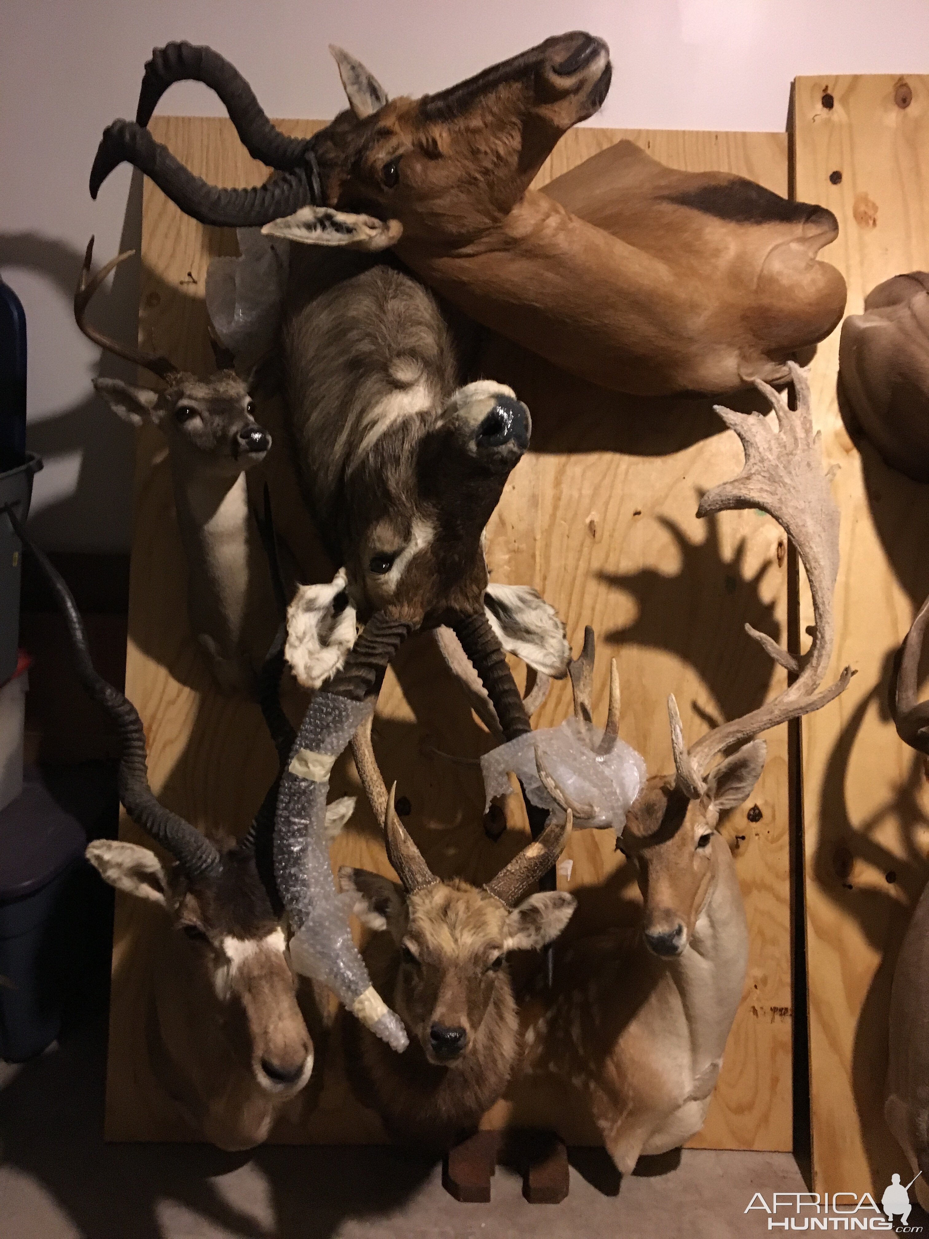 Moving 65 Trophy Mounts Taxidermy