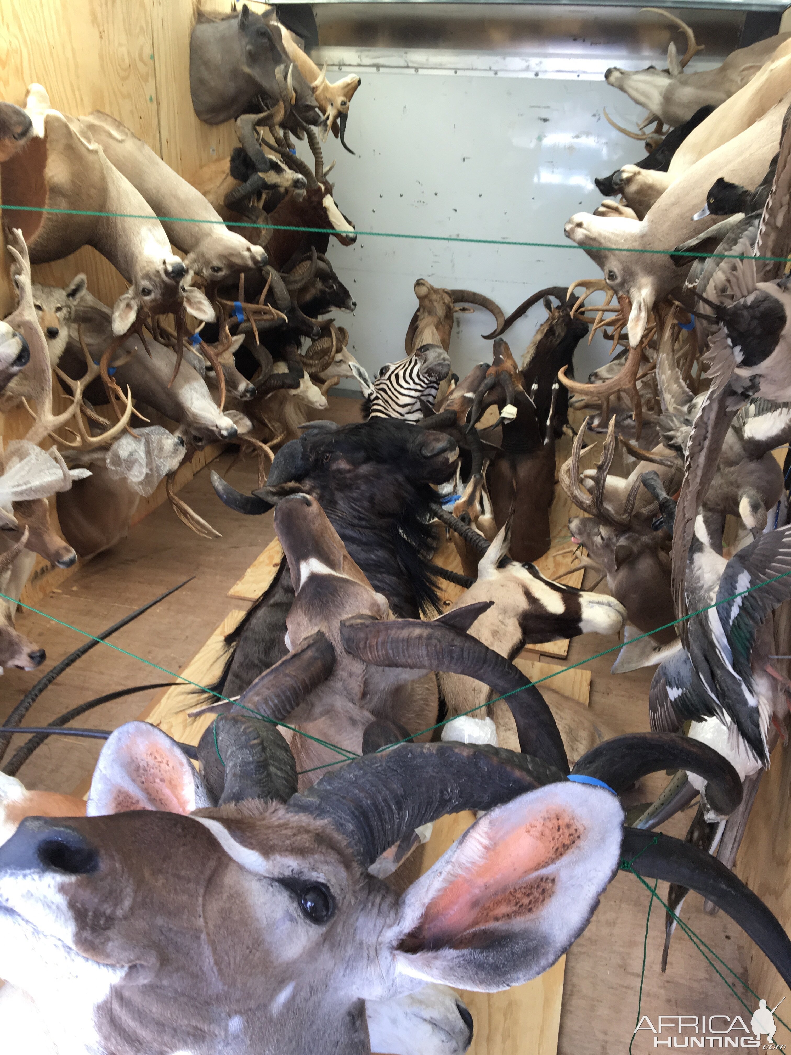 Moving 65 Trophy Mounts Taxidermy