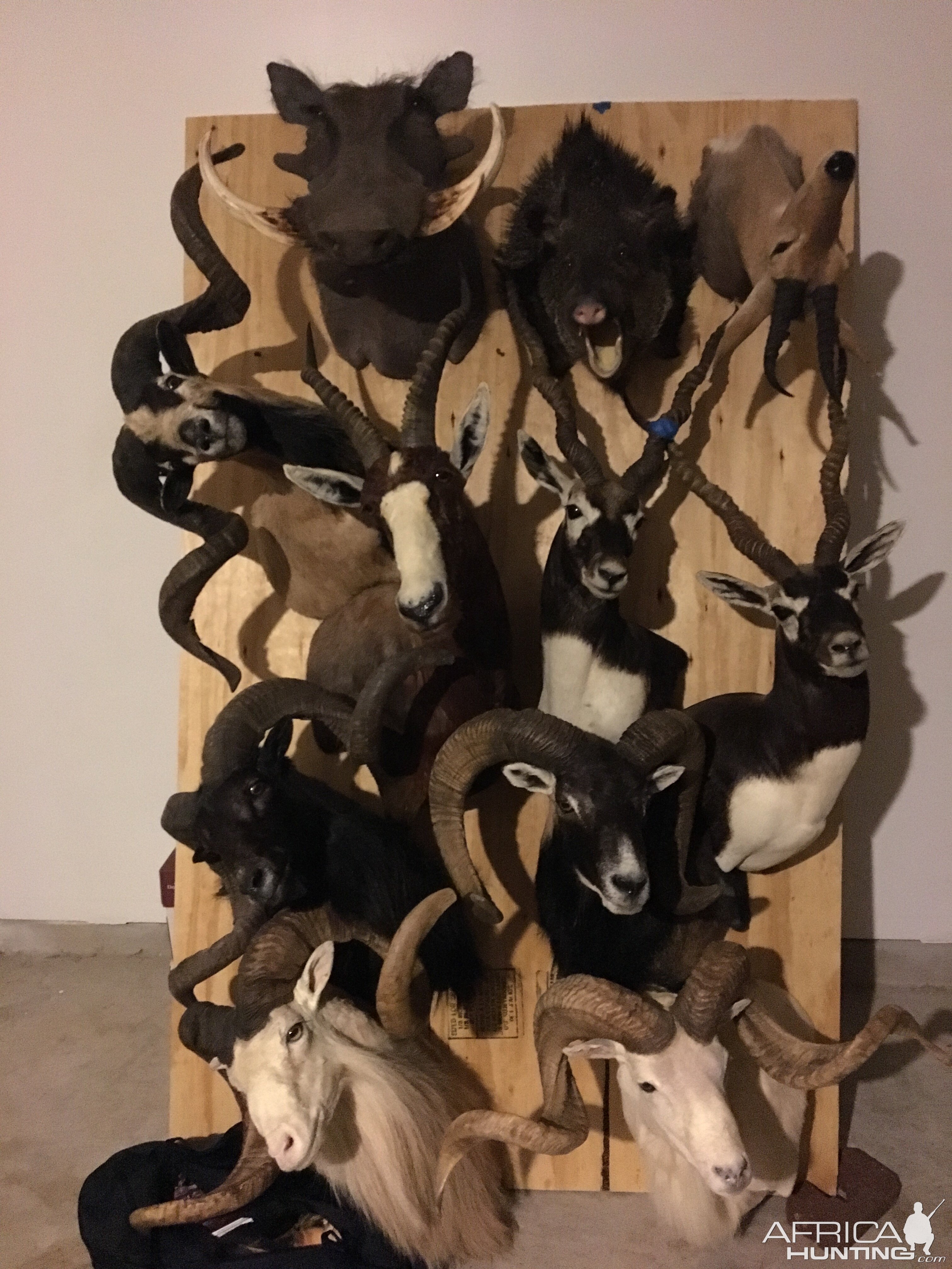 Moving 65 Trophy Mounts Taxidermy