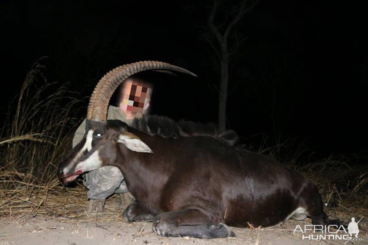 Mozambique Hunt Sable Antelope