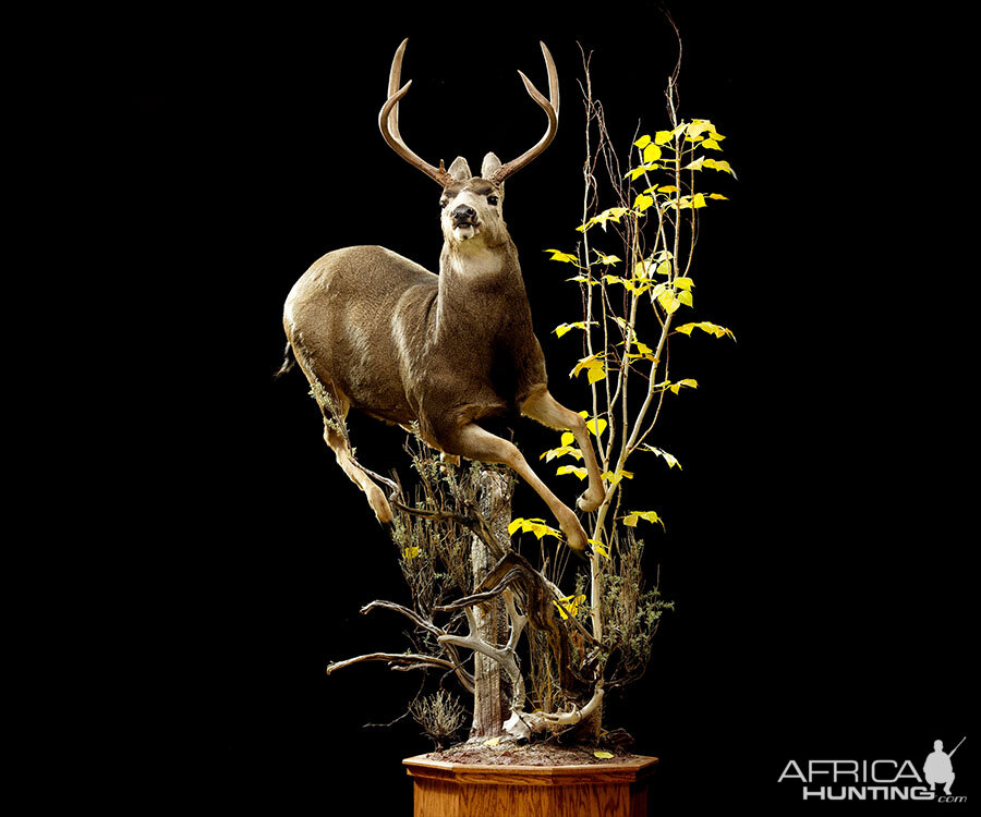 Mule Deer Full Mount Taxidermy