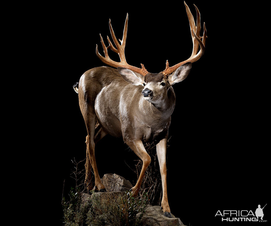 Mule Deer Full Mount Taxidermy