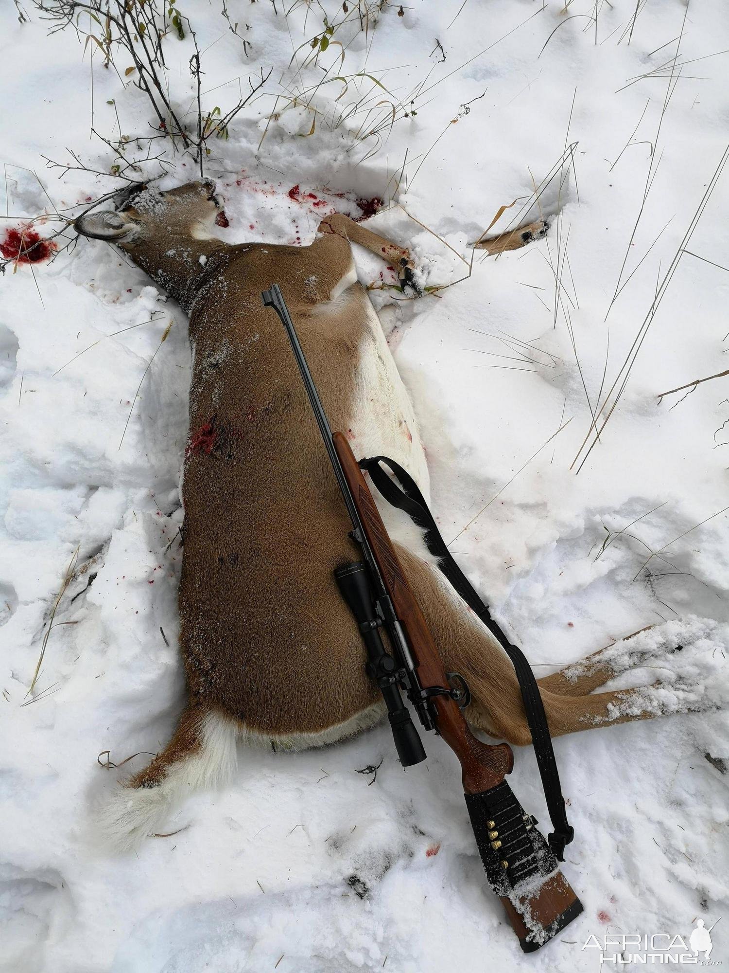 Mule Deer Hunt Canada