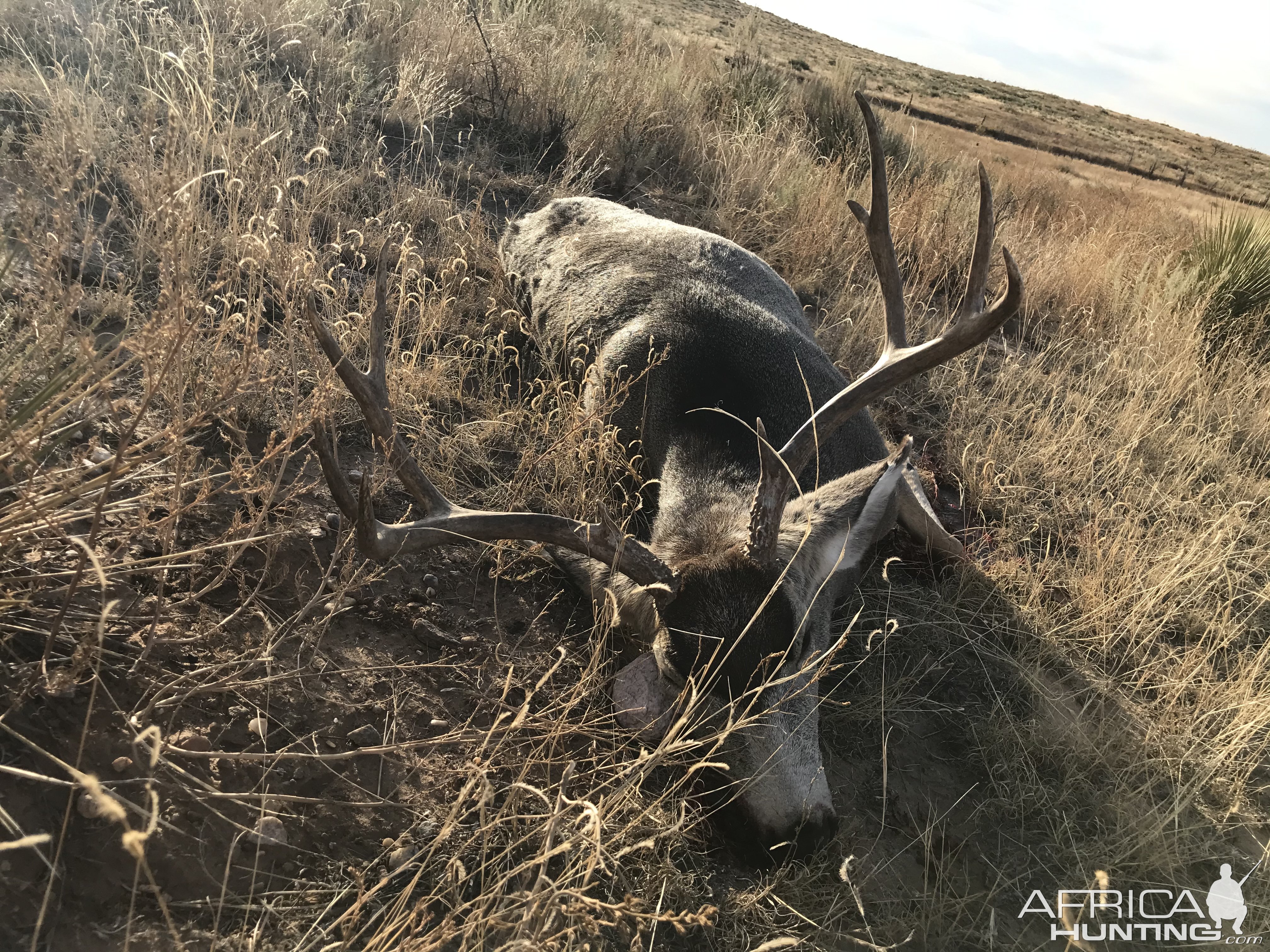 Mule deer Hunting