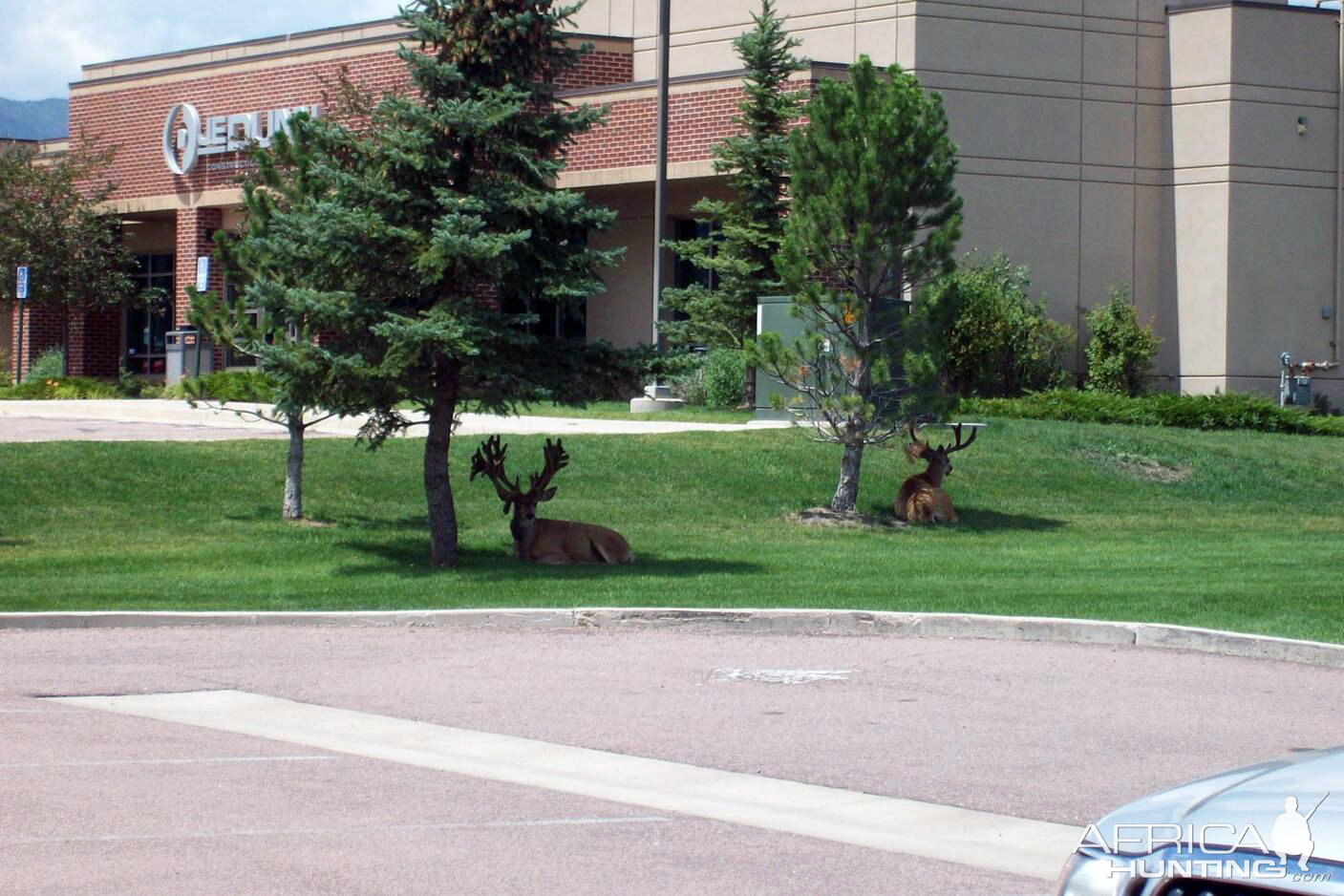 Mule Deer in Colorado with Two Sets of Antlers