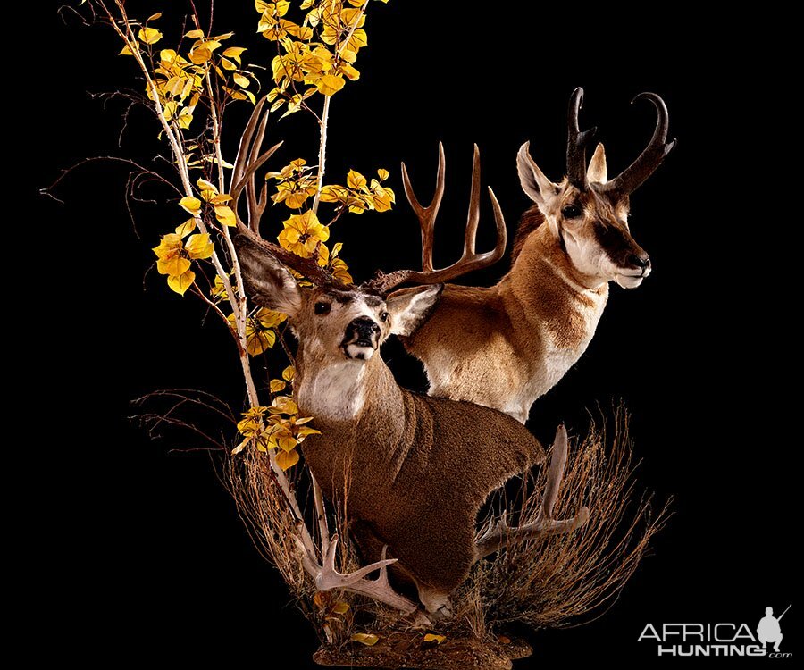 Mule Deer & Pronghorn Double Pedestal Mount Taxidermy