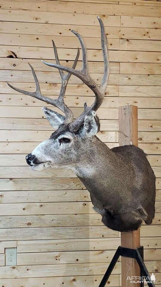 Mule Deer Shoulder Mount Taxidermy