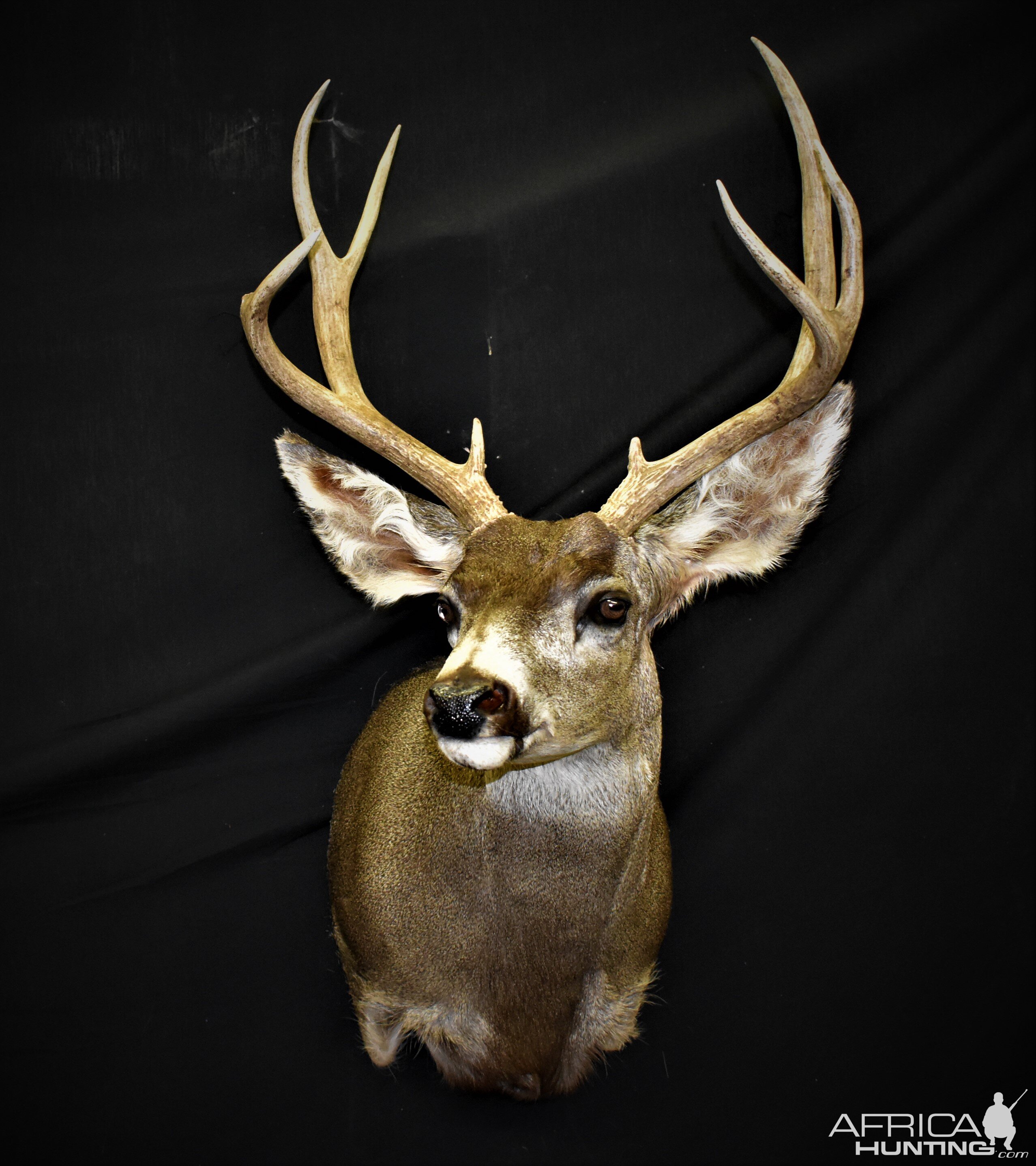 Mule Deer Shoulder Mount Taxidermy