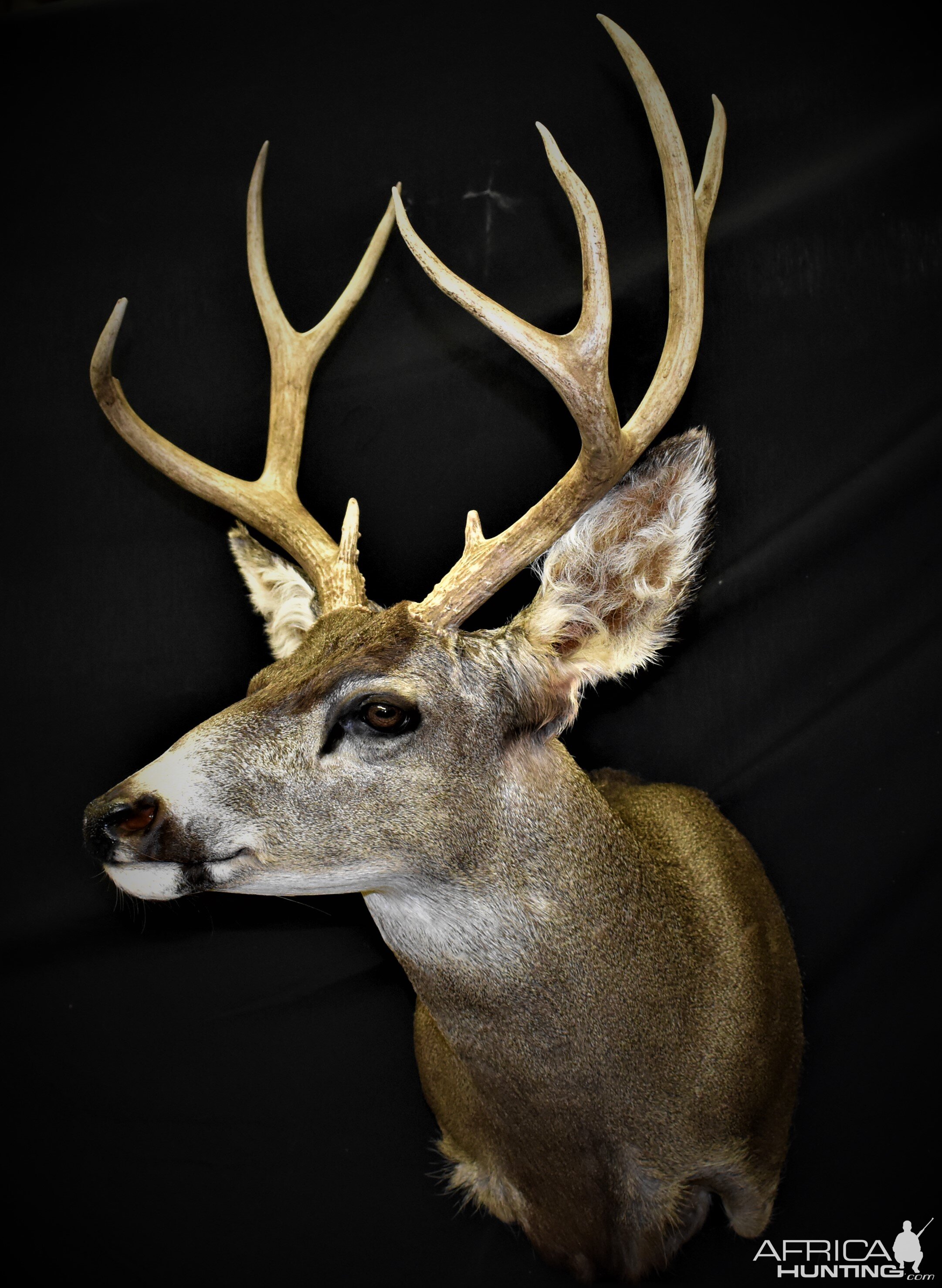 Mule Deer Shoulder Mount Taxidermy