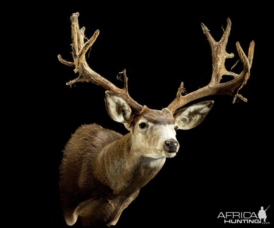 Mule Deer Shoulder Mount Taxidermy