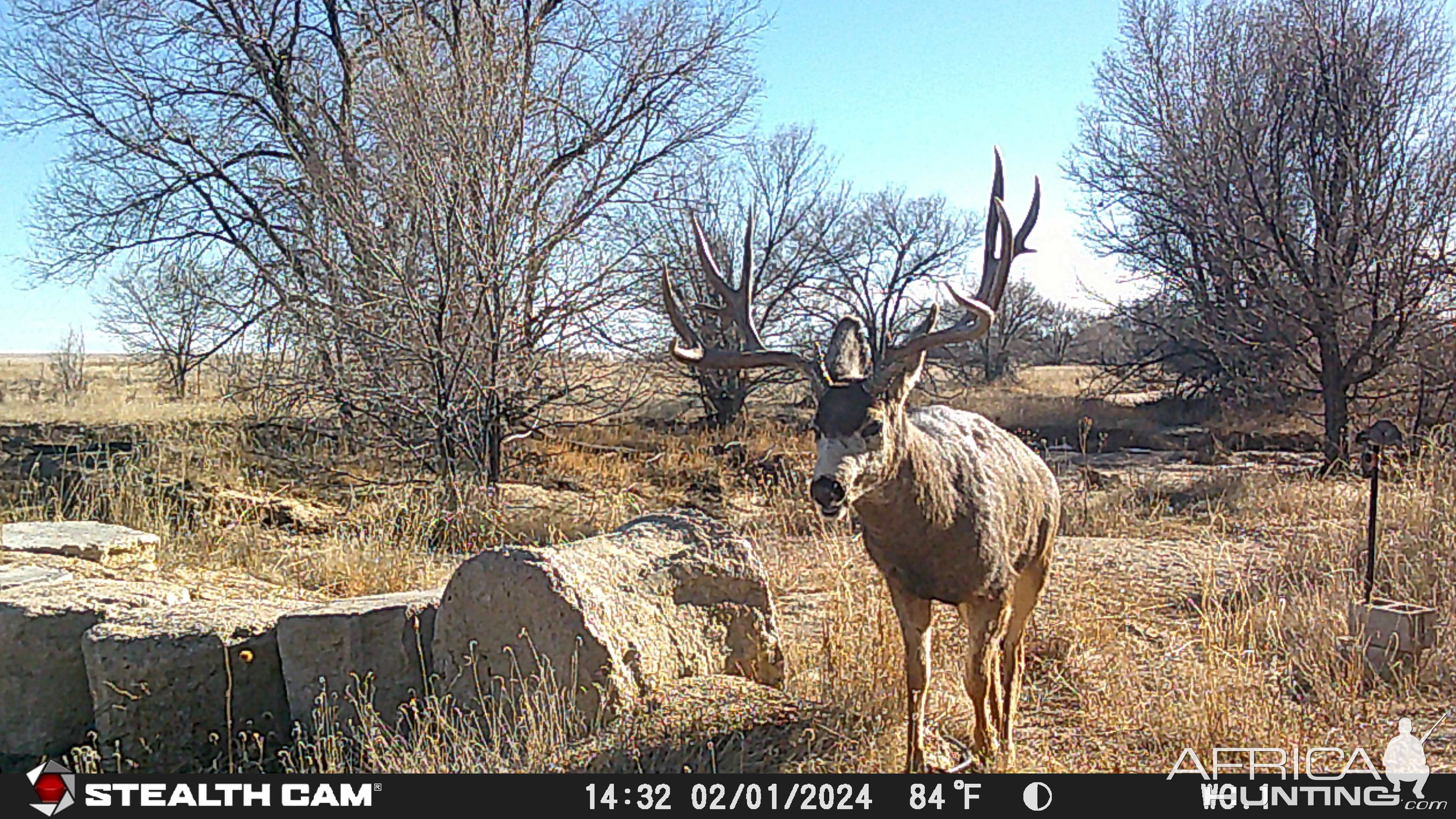 Mule Deer Trail Camera Colorado | AfricaHunting.com