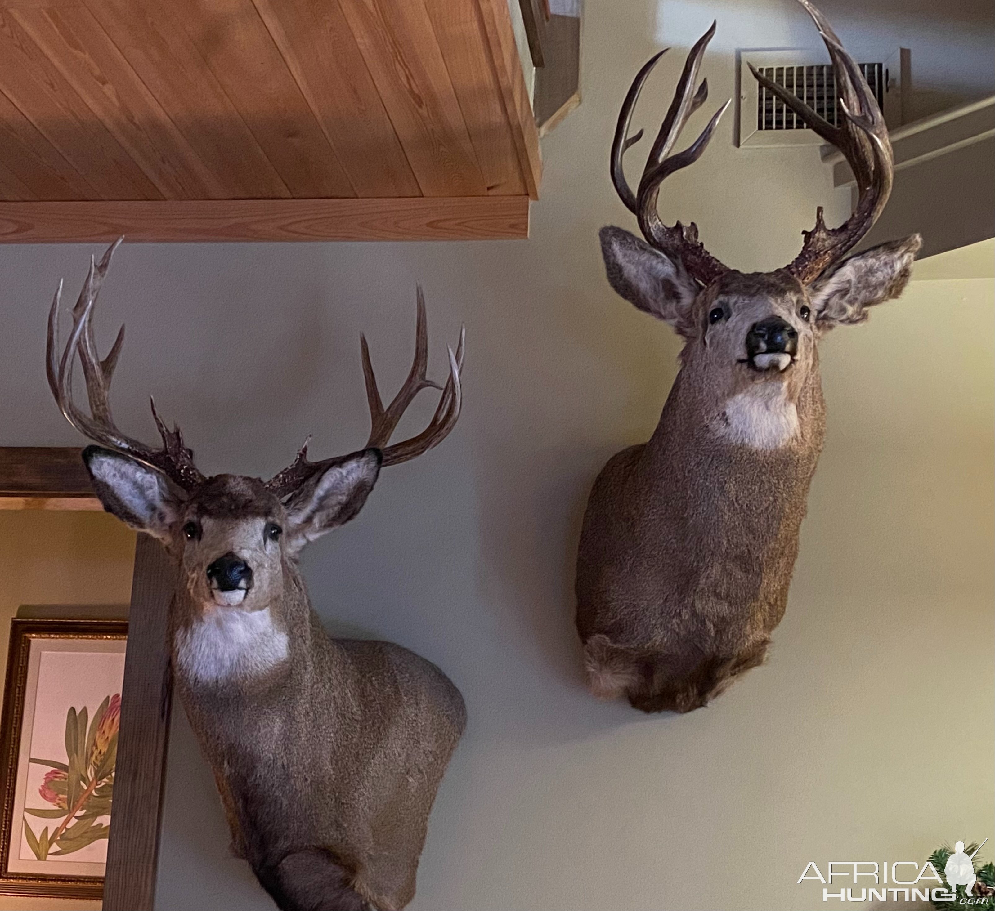 Mule Deer Wall Pedestal Mounts Taxidermy