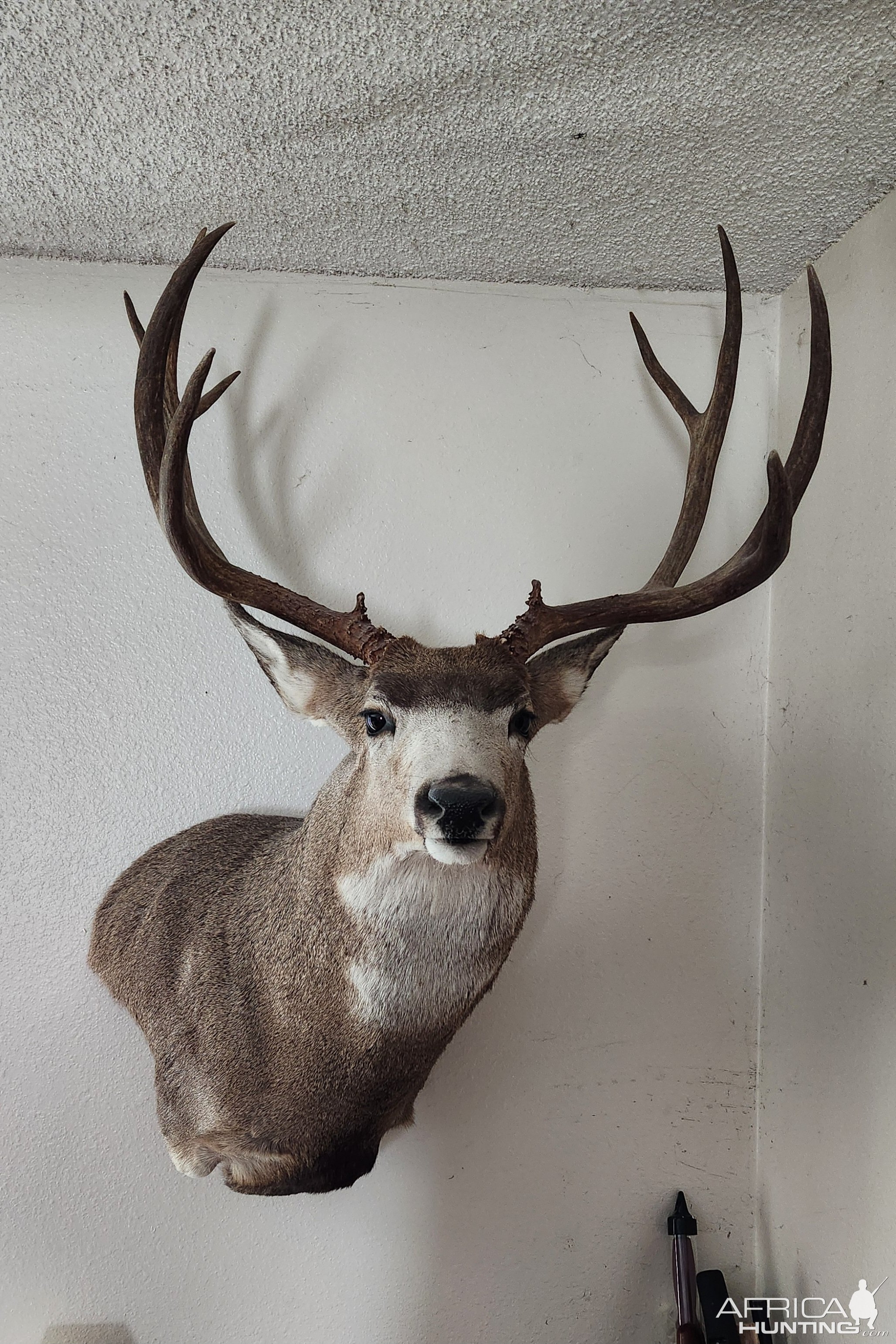 Mule Deer Wall Pedestal Mounts Taxidermy