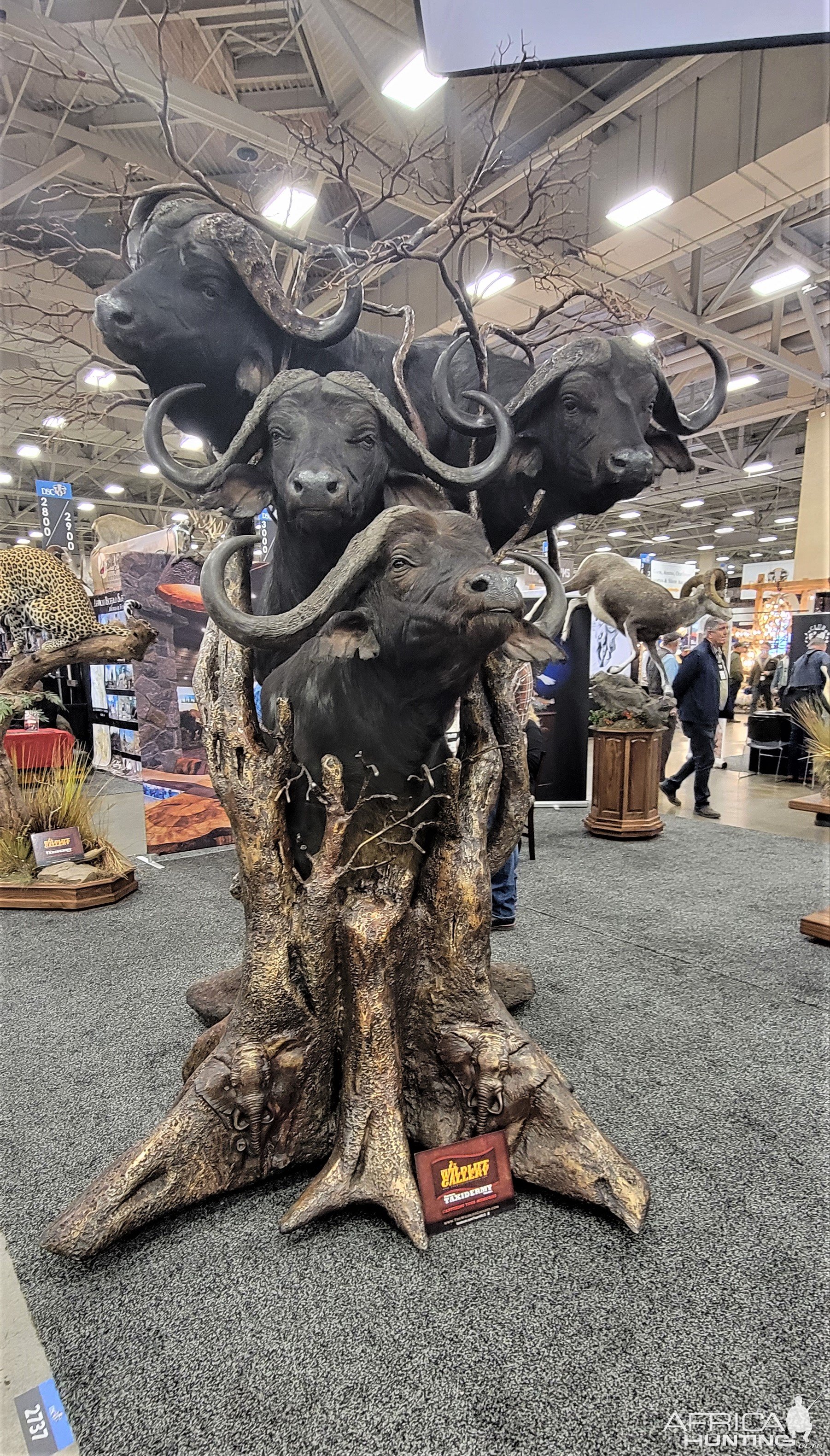 Multiple Buffalo Shouler Mount Inside Tree Pedestal