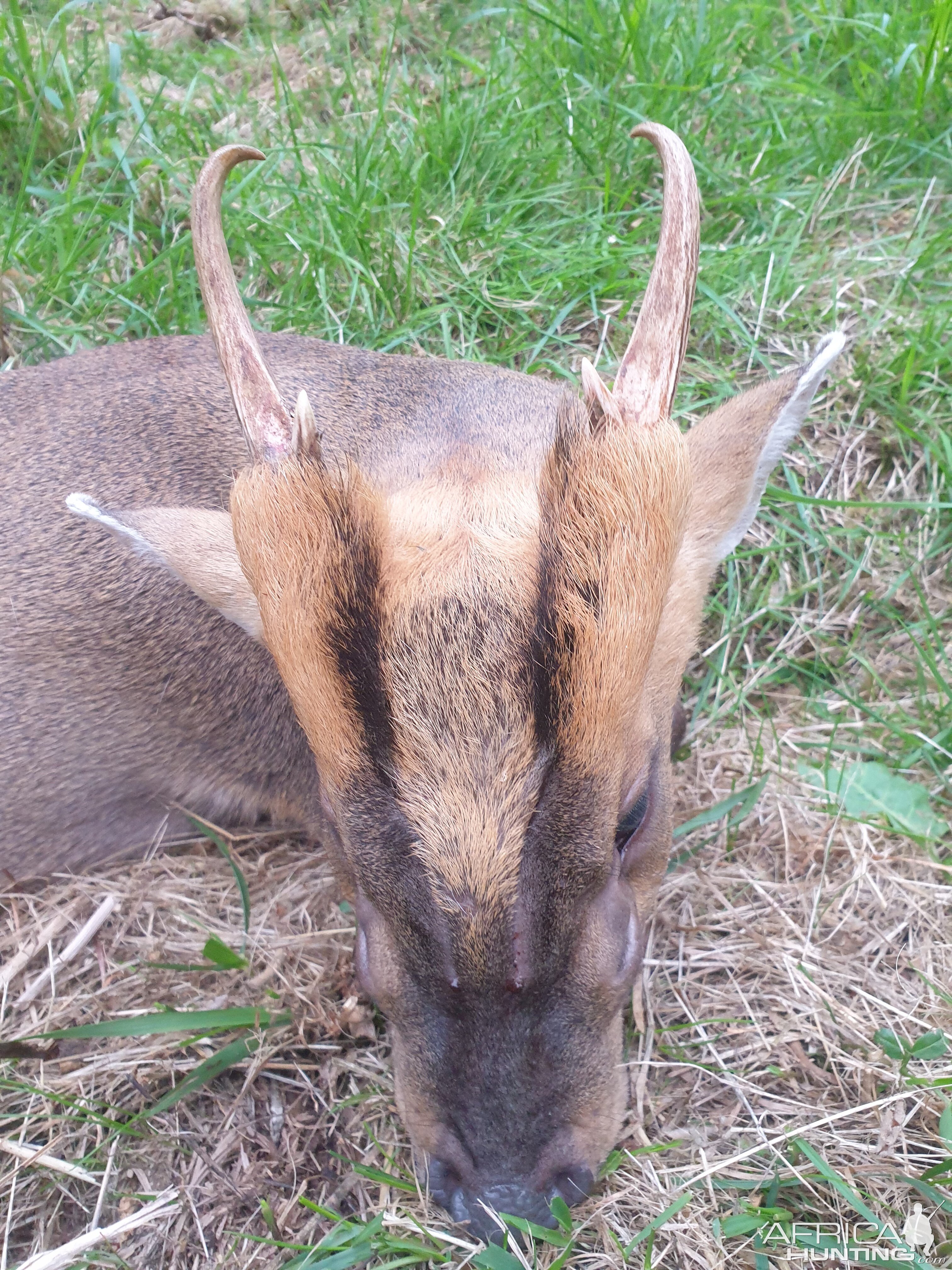 Muntjac Deer Hunt United Kingdom