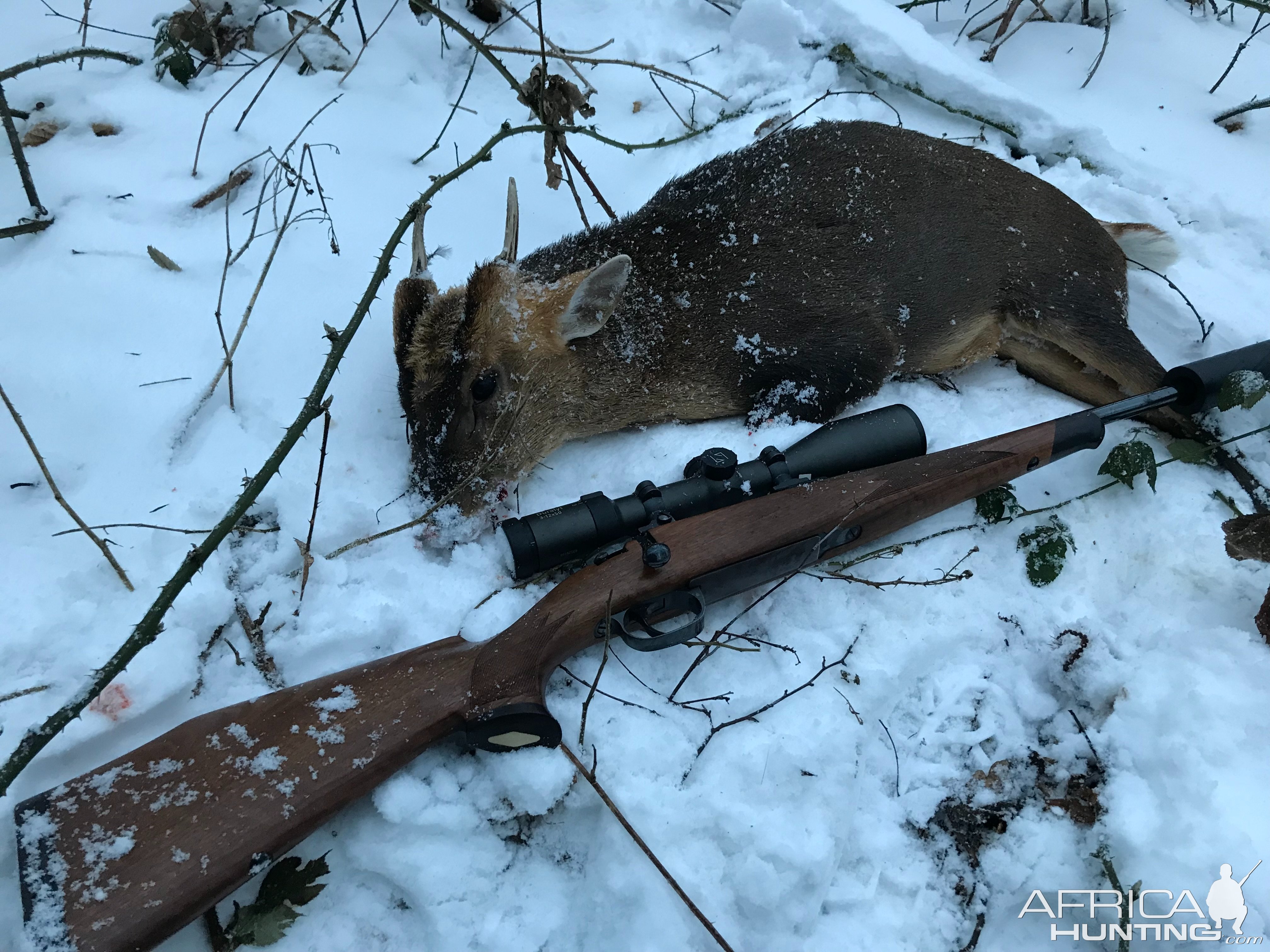 Muntjac Hunt United Kingdom