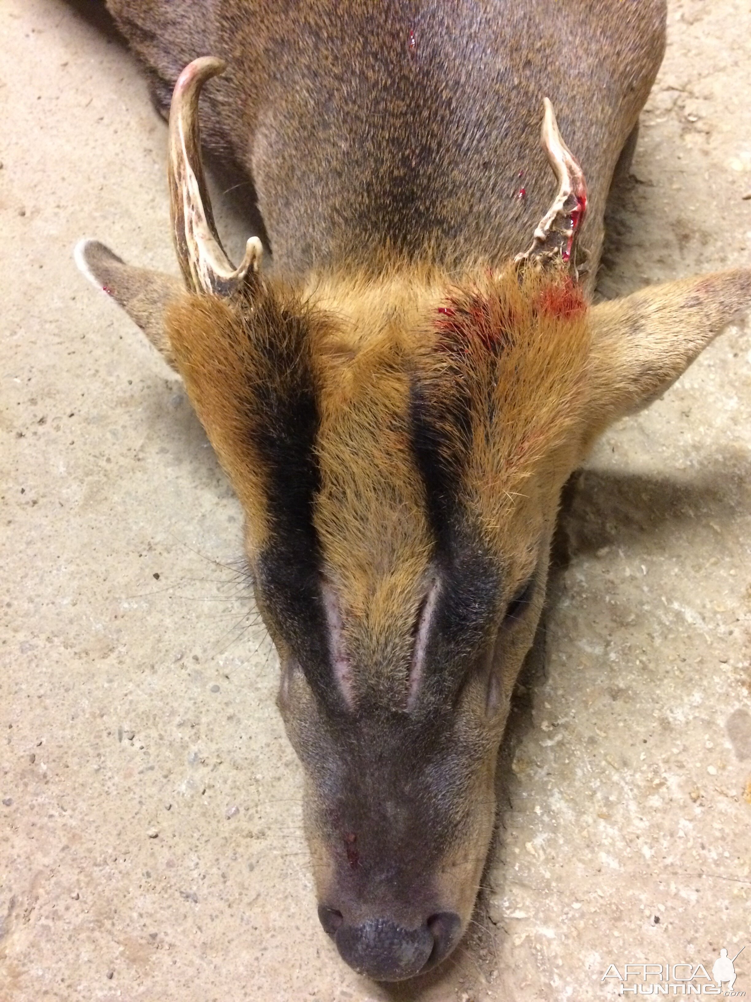 Muntjac Hunt