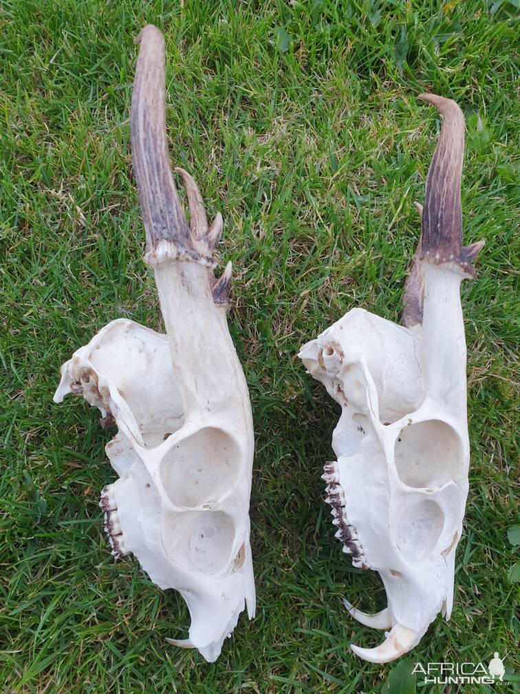 Muntjac Skulls