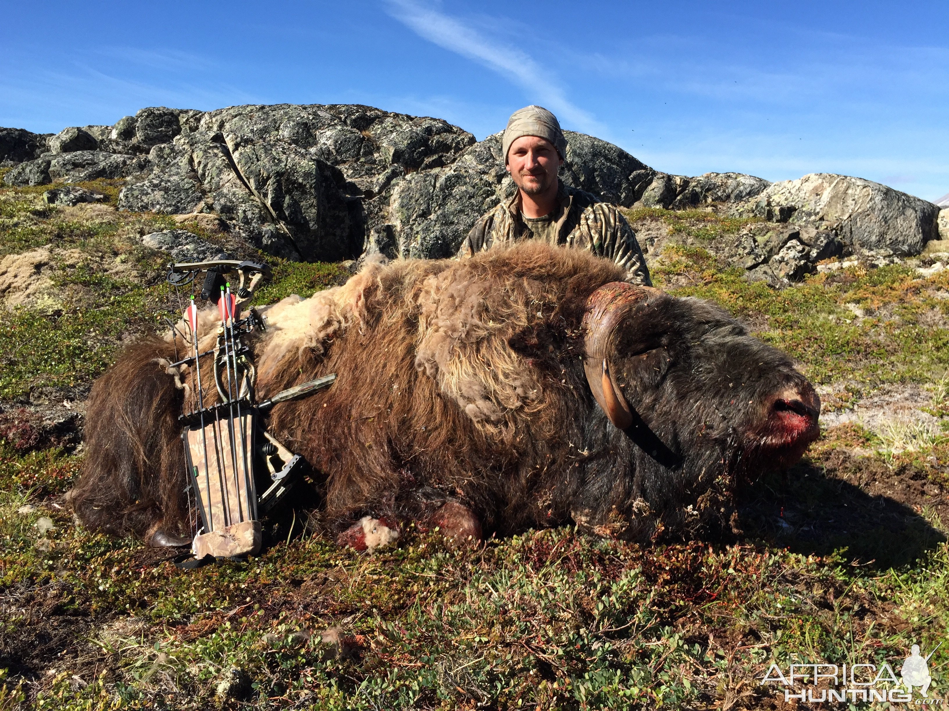 Muskox bowhunt Greenland