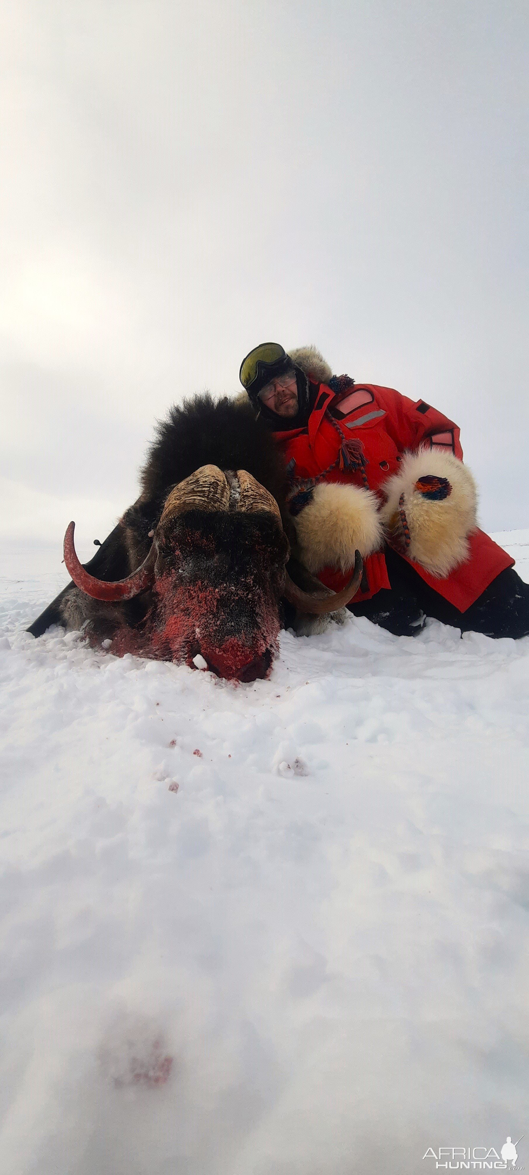 Muskox Hunt Nunavut Canada