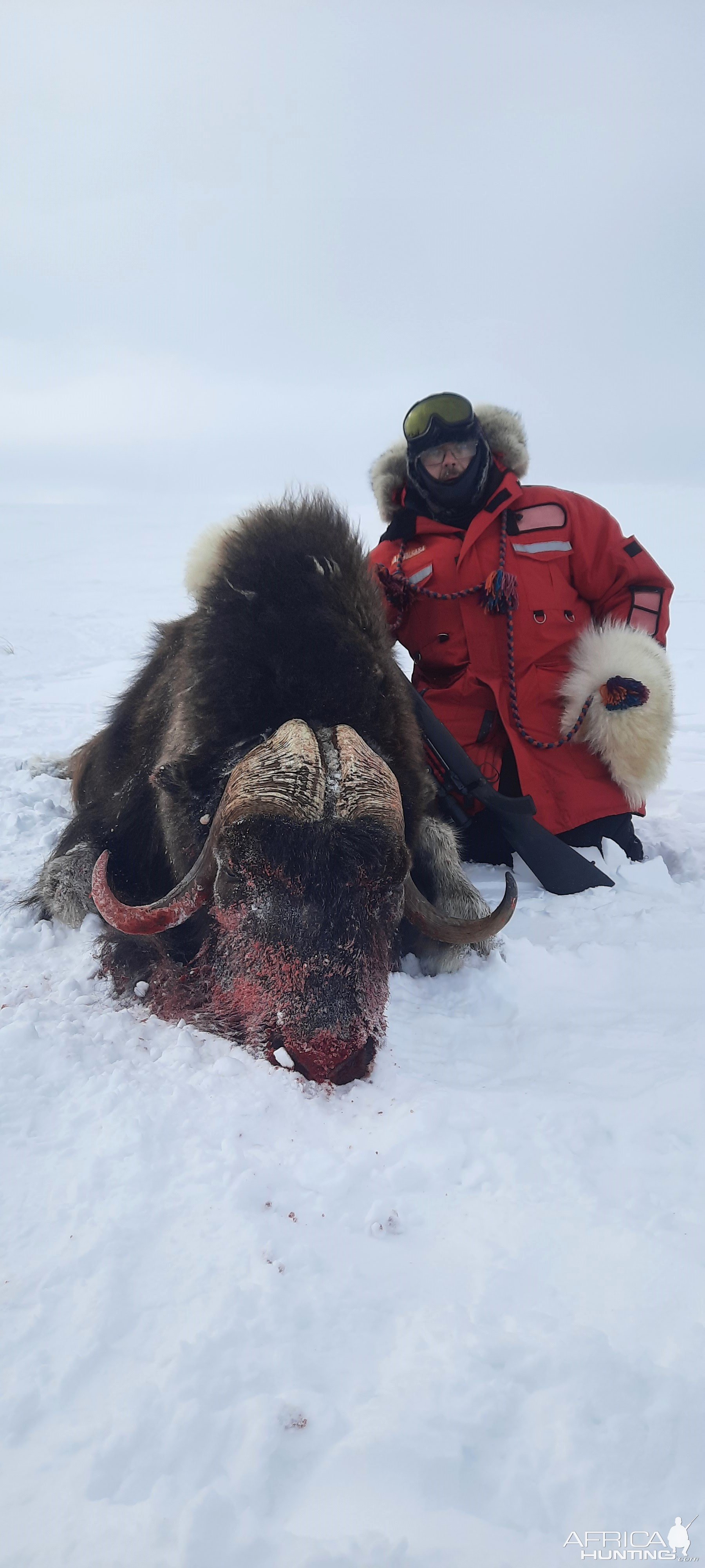 Muskox Hunt Nunavut Canada