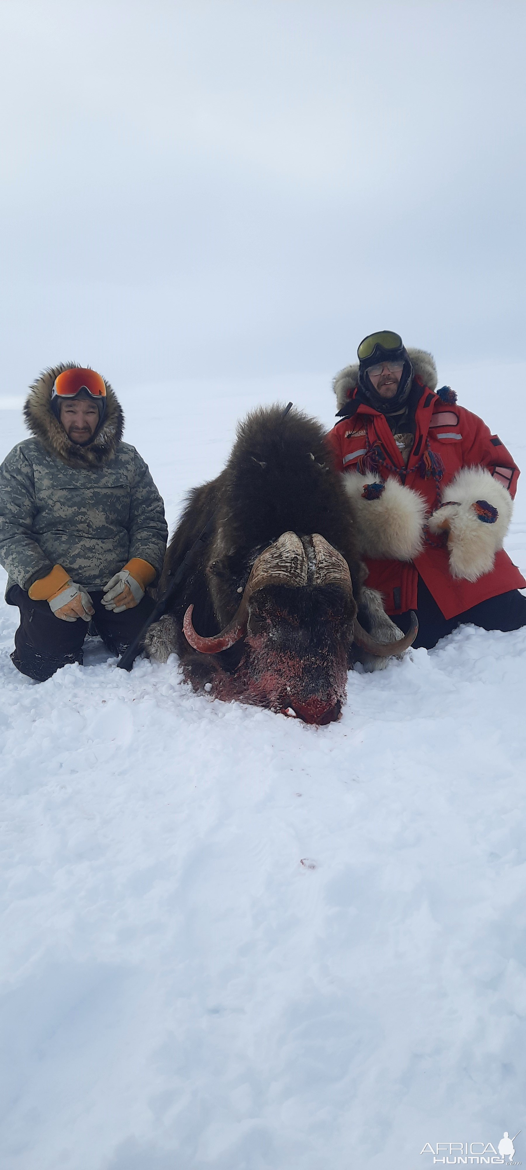 Muskox Hunt Nunavut Canada