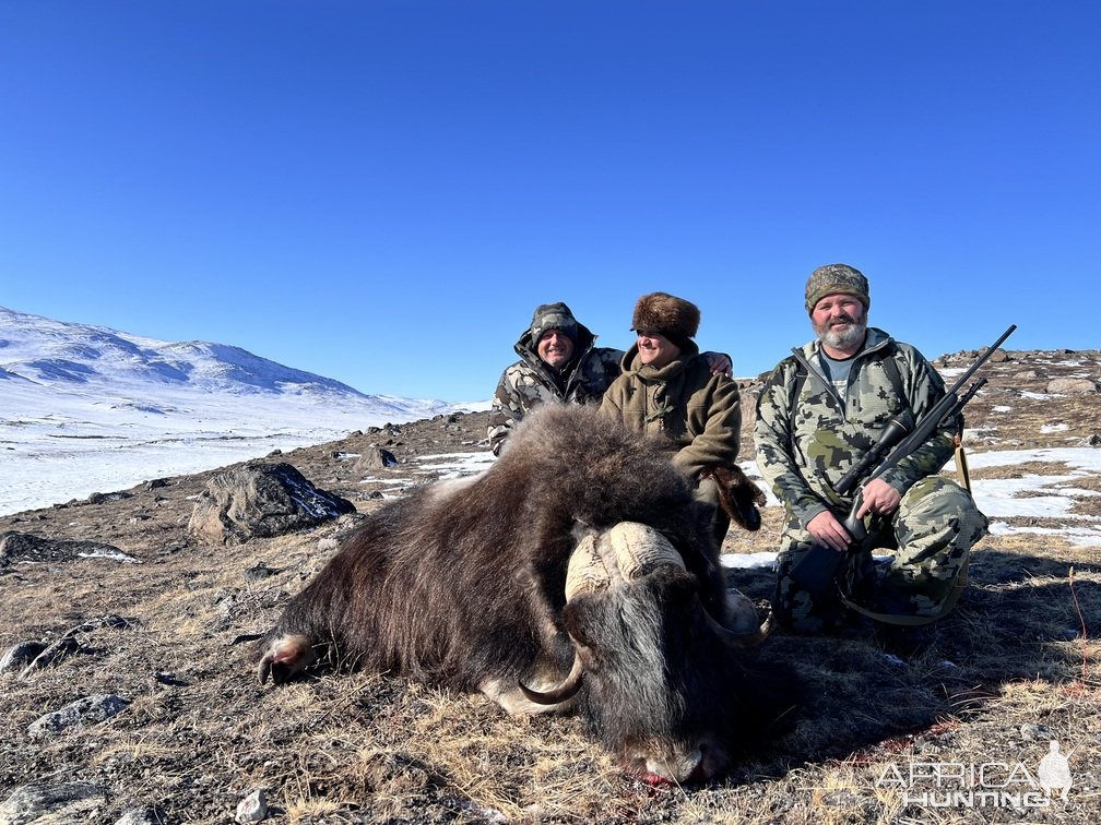 Muskox Hunting Greenland