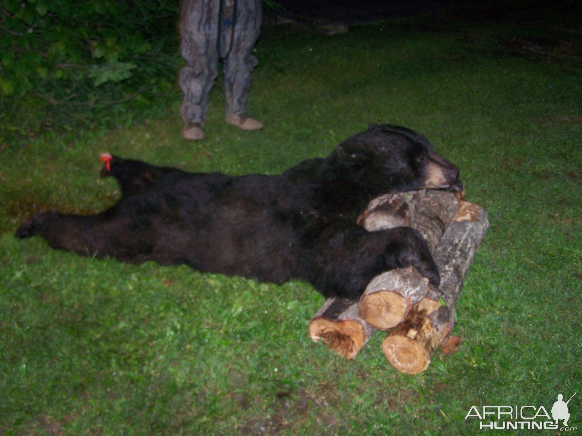 My First Black Bear