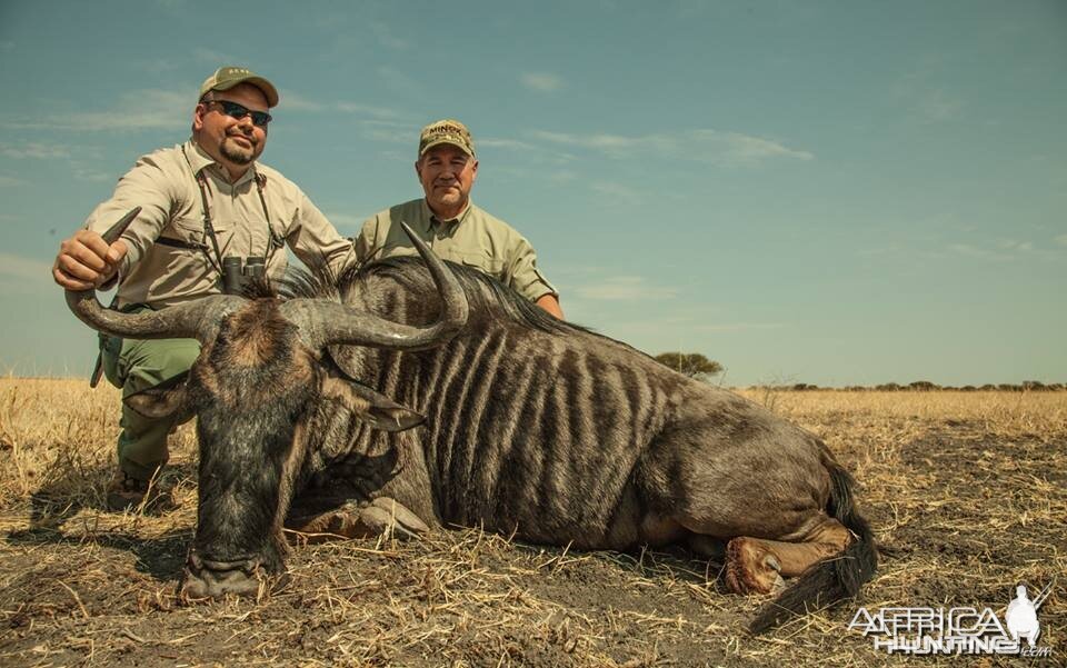 My Friend Rich's Blue Wildebeest