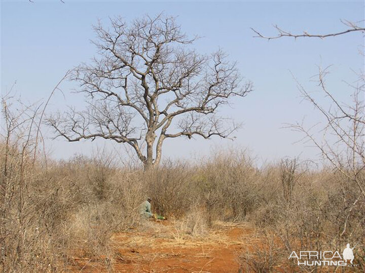 My Leopard Hunt with Motsomi Safaris in South Africa