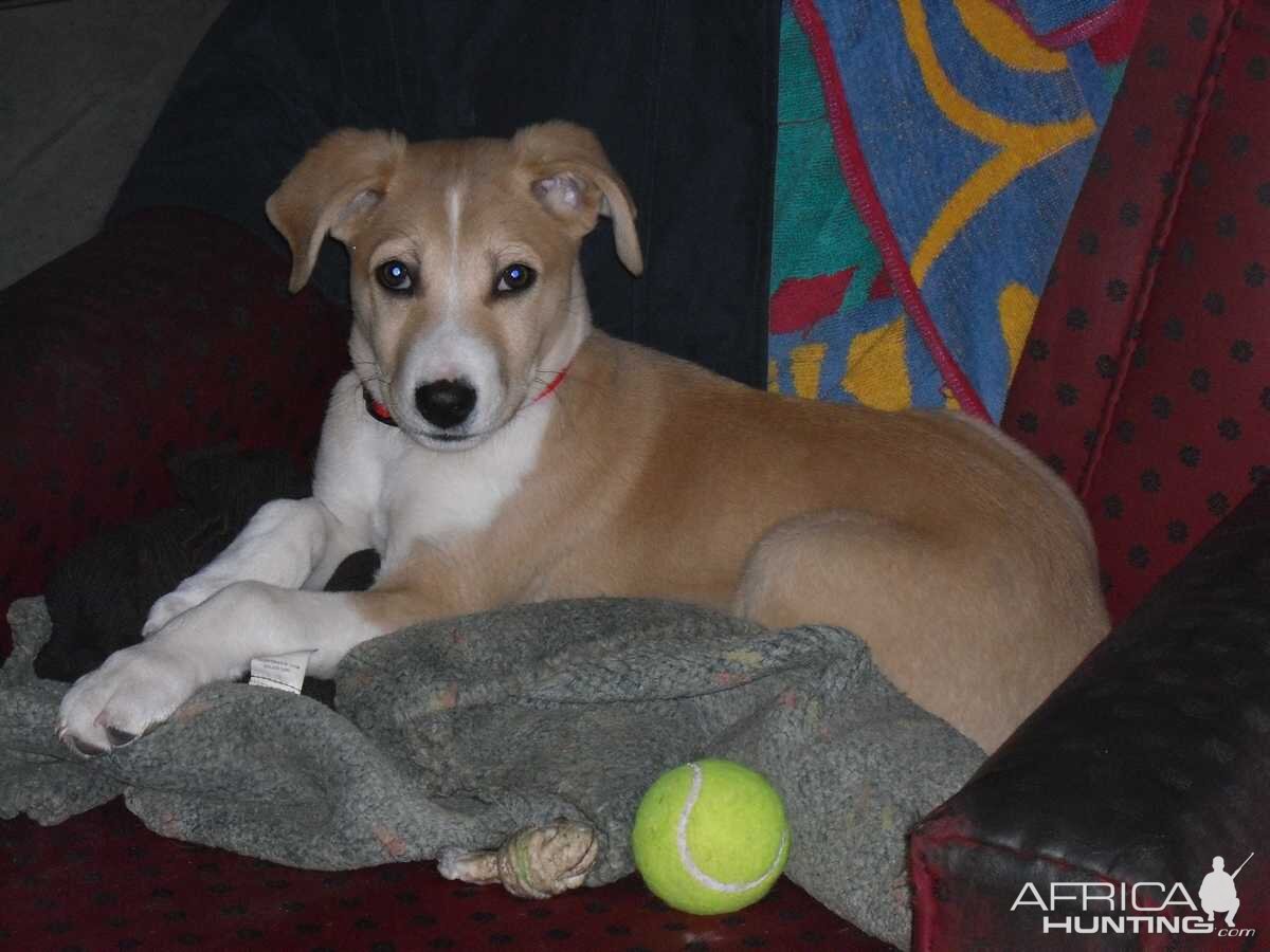 My little Jack Russel "AIRES " My hunting partner #2