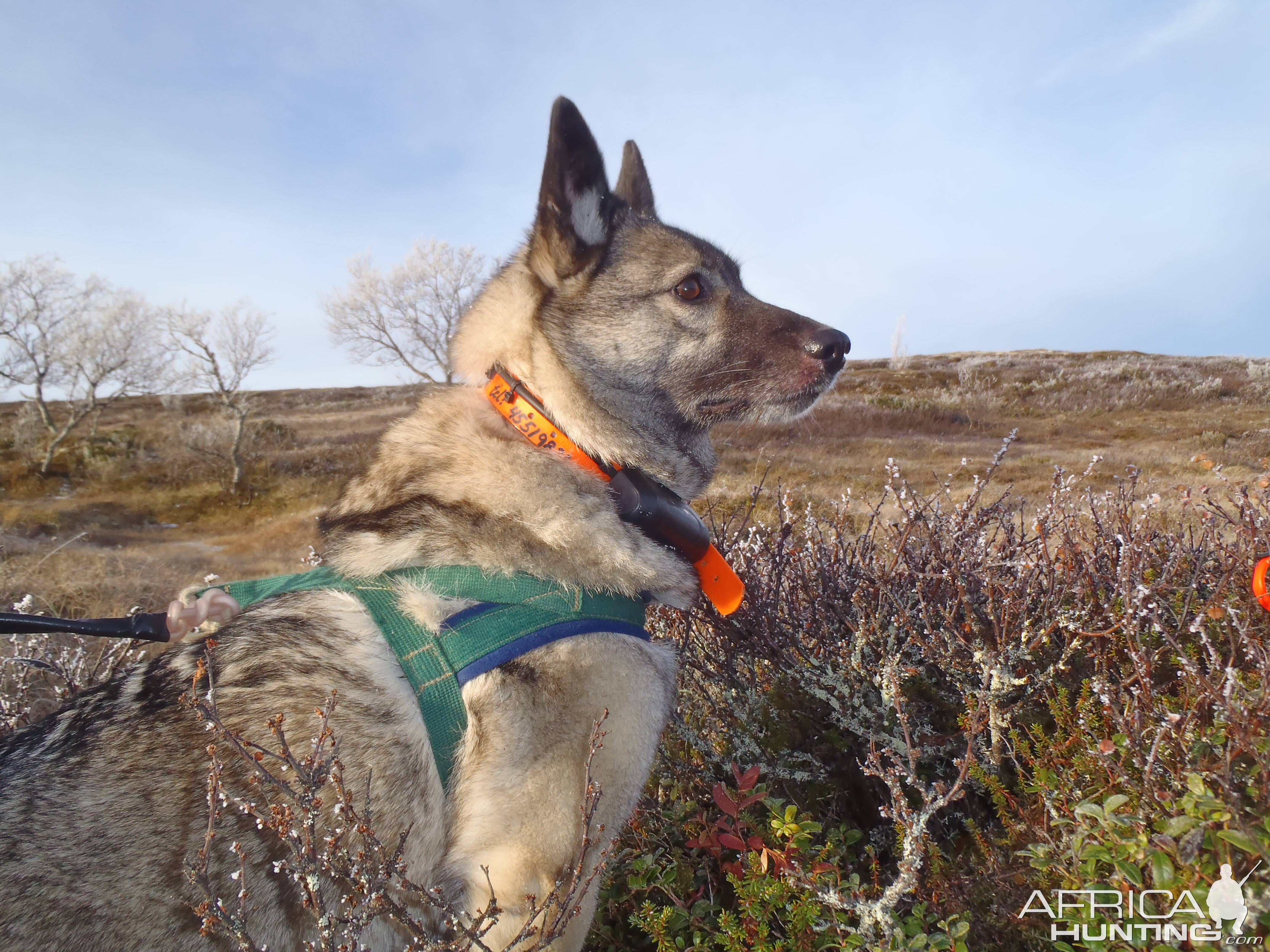 My Norwegian moose dog Cita