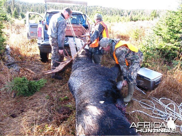 My oh my how a moose can make a dual cab Ford F350 look like a matchbox toy