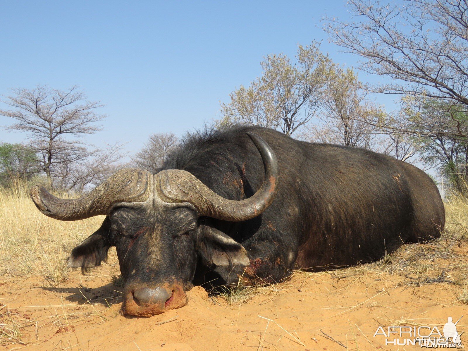 My RSA Kalahari Cape Buffalo