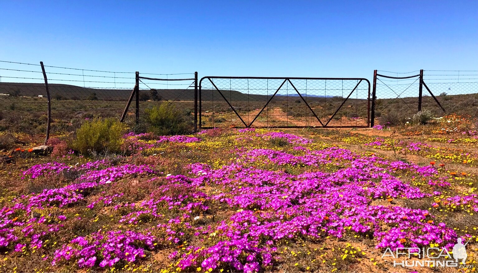 Namaqualand in full bloom | AfricaHunting.com