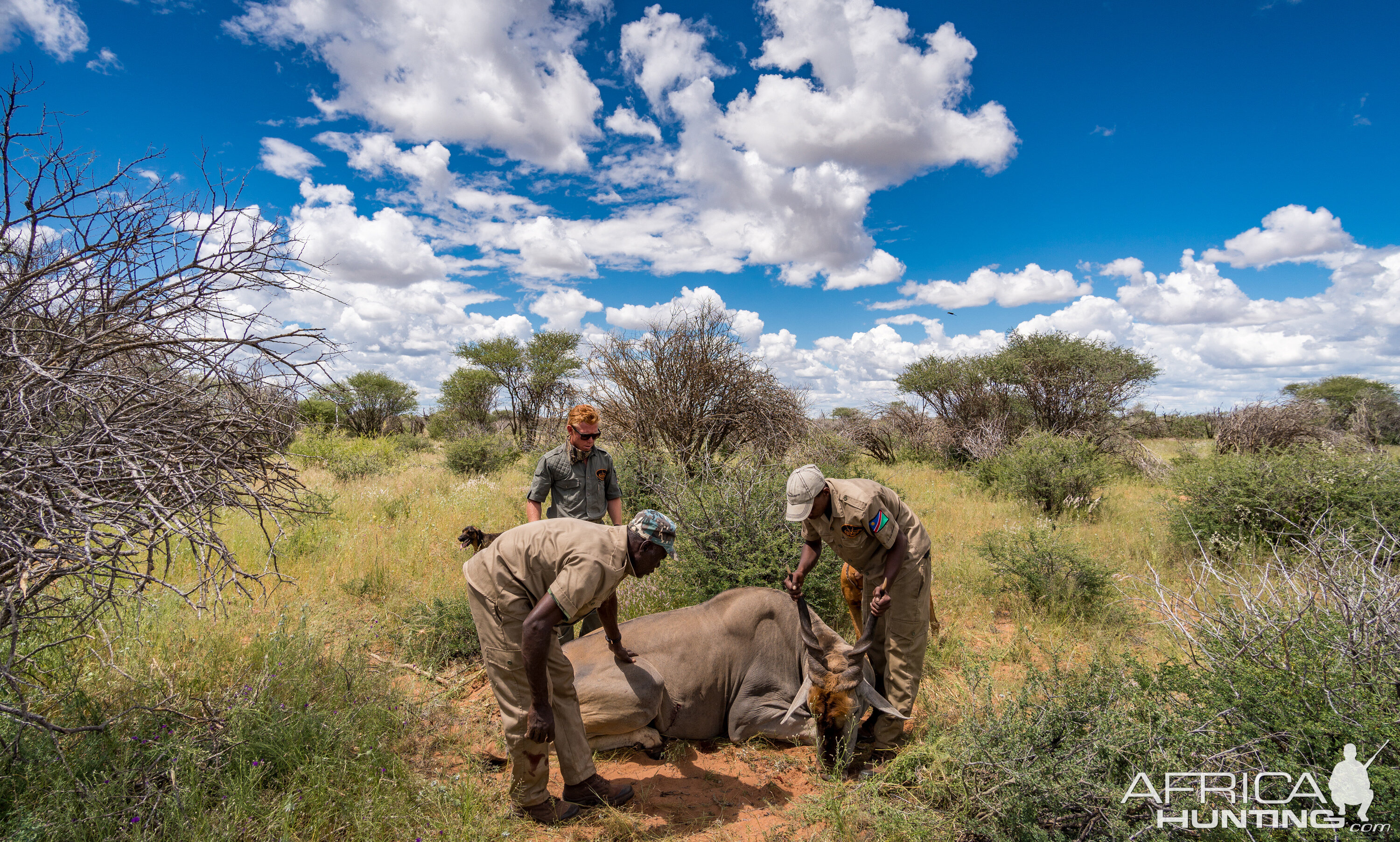 Nambia Hunt Eland