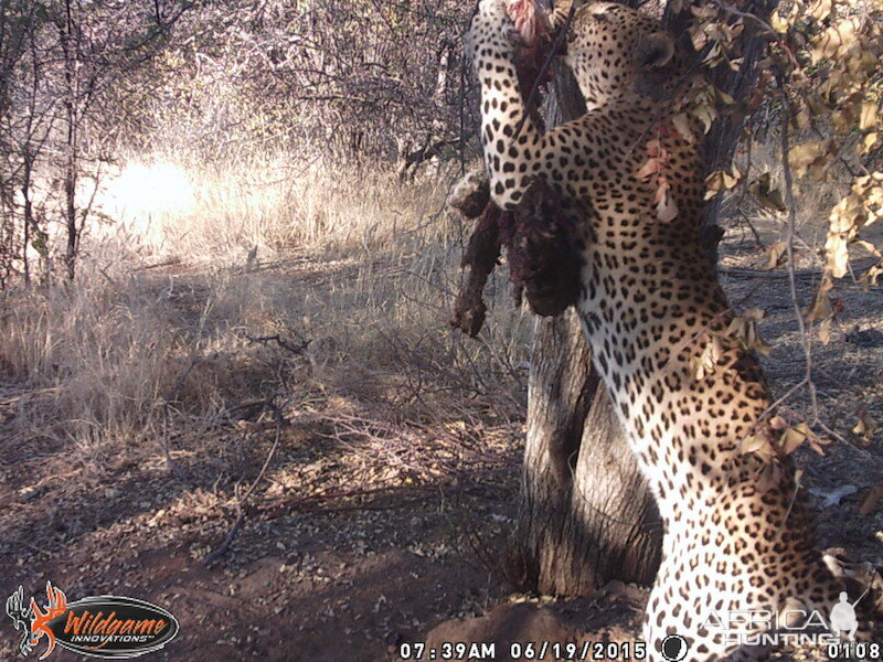 Nambia Leopard Trail Cam