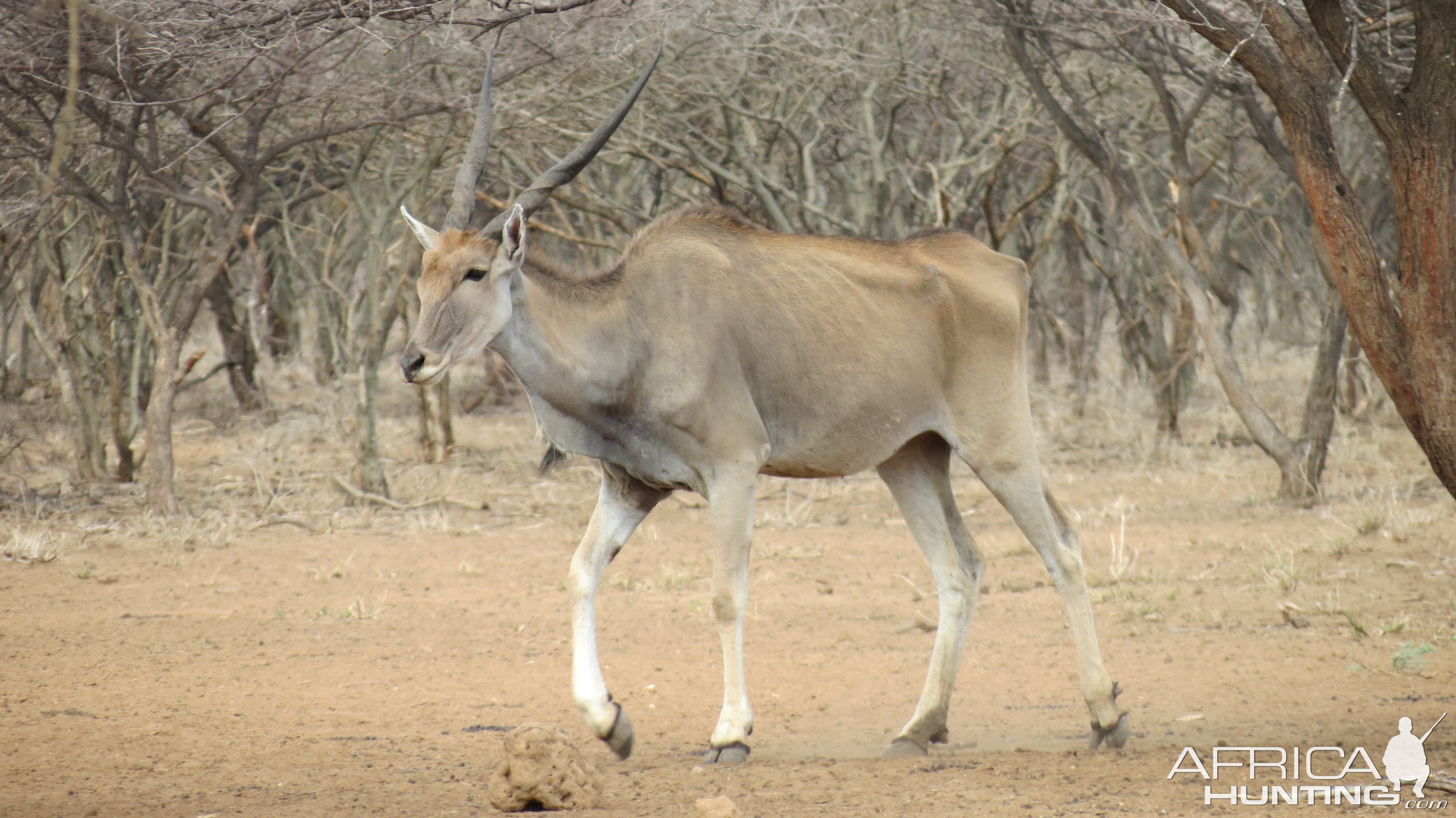 NamCape Eland Namibiabia