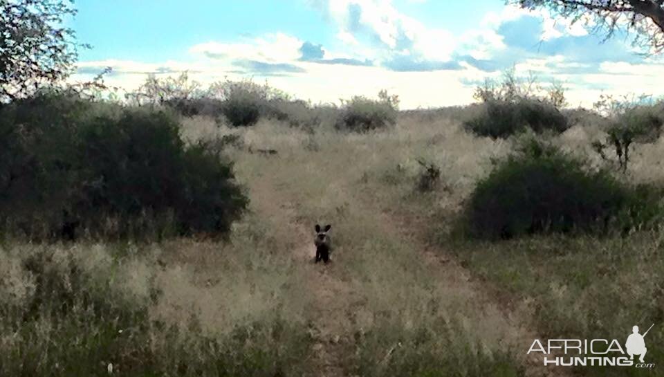 Namibia Bat-eared Fox Wildlife