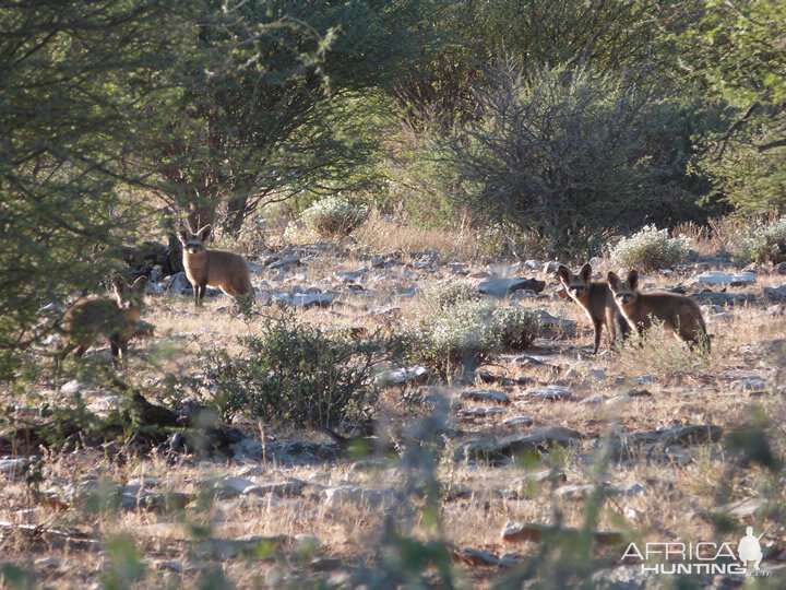 Namibia Bat-eared Fox