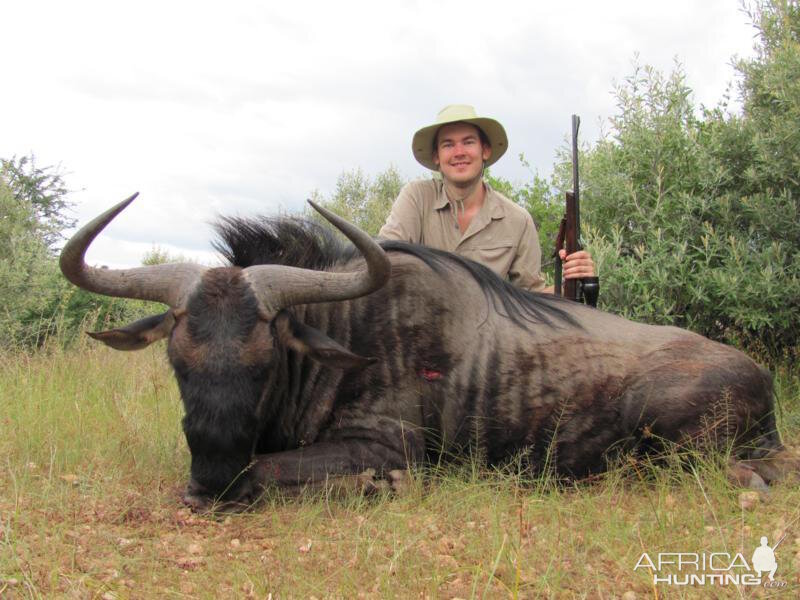 Namibia Blue Wildebeest Hunting